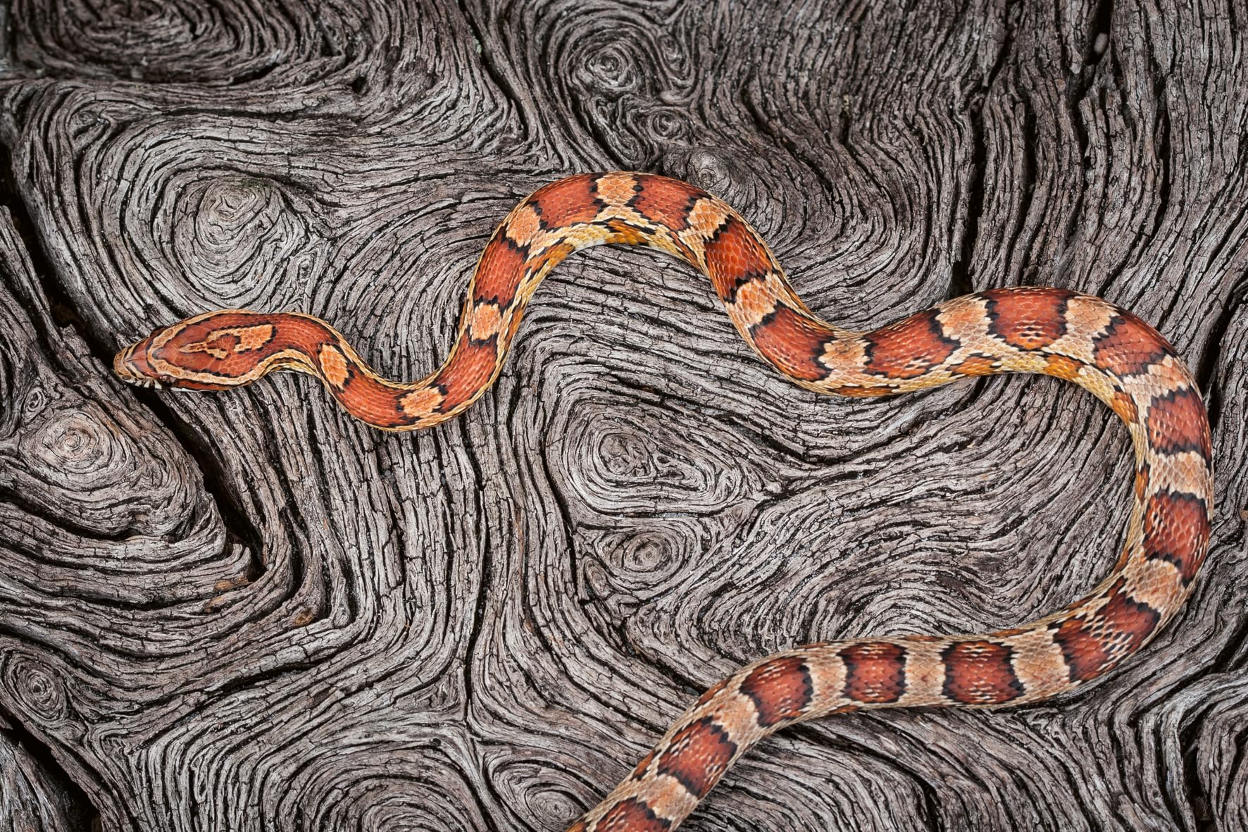 American Amazon: Ancient Forests and Living Waters of the Wild Southeastern US