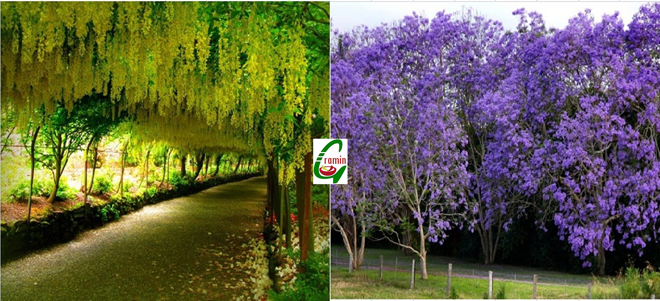 Seed Stores: Rare Combo Pack: Cassia Fistula And Jacaranda Mimosifoila - Ornamental Venue Tree Seeds For Growing 10 Seeds Each
