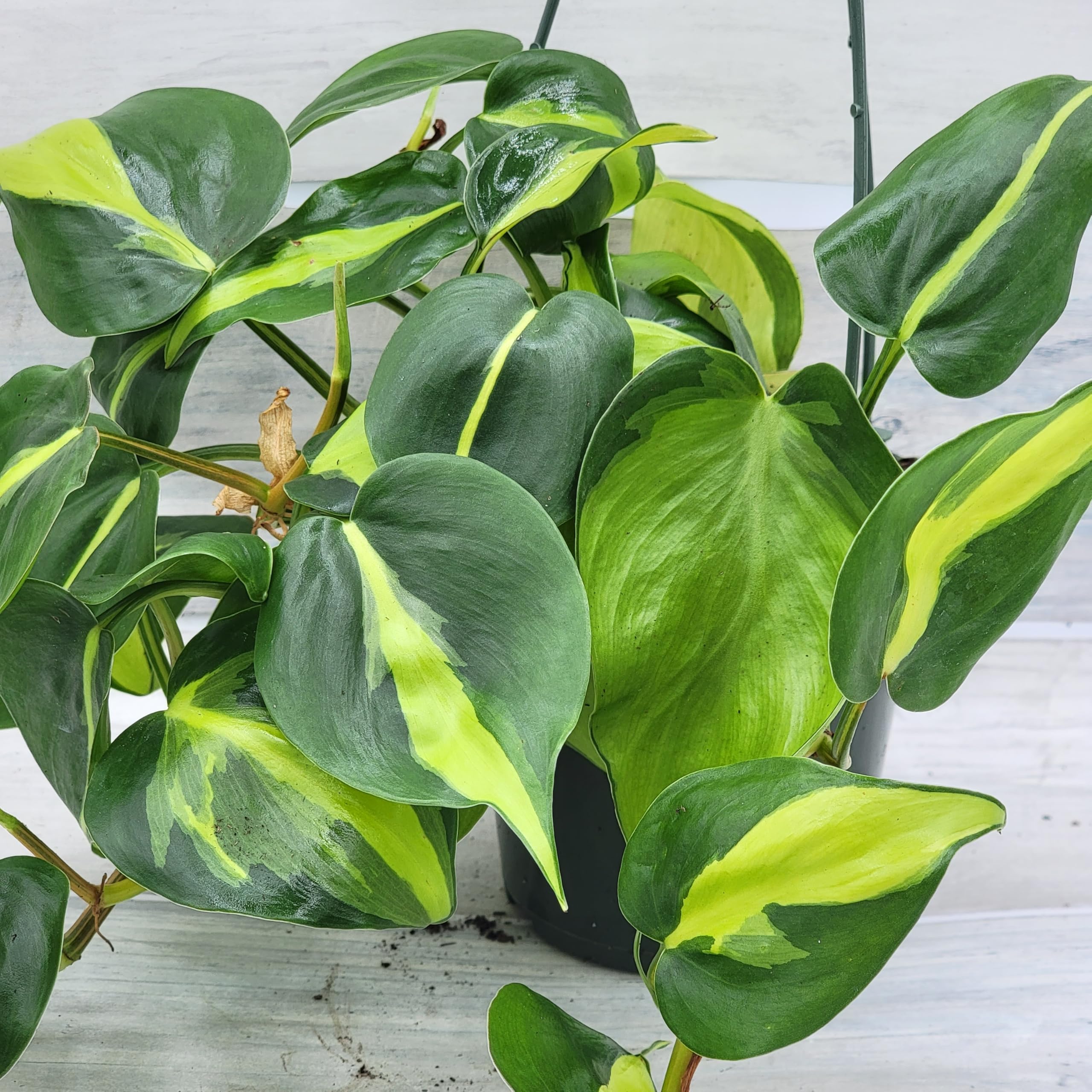 swiss cheese plant growth Monstera Deliciosa 