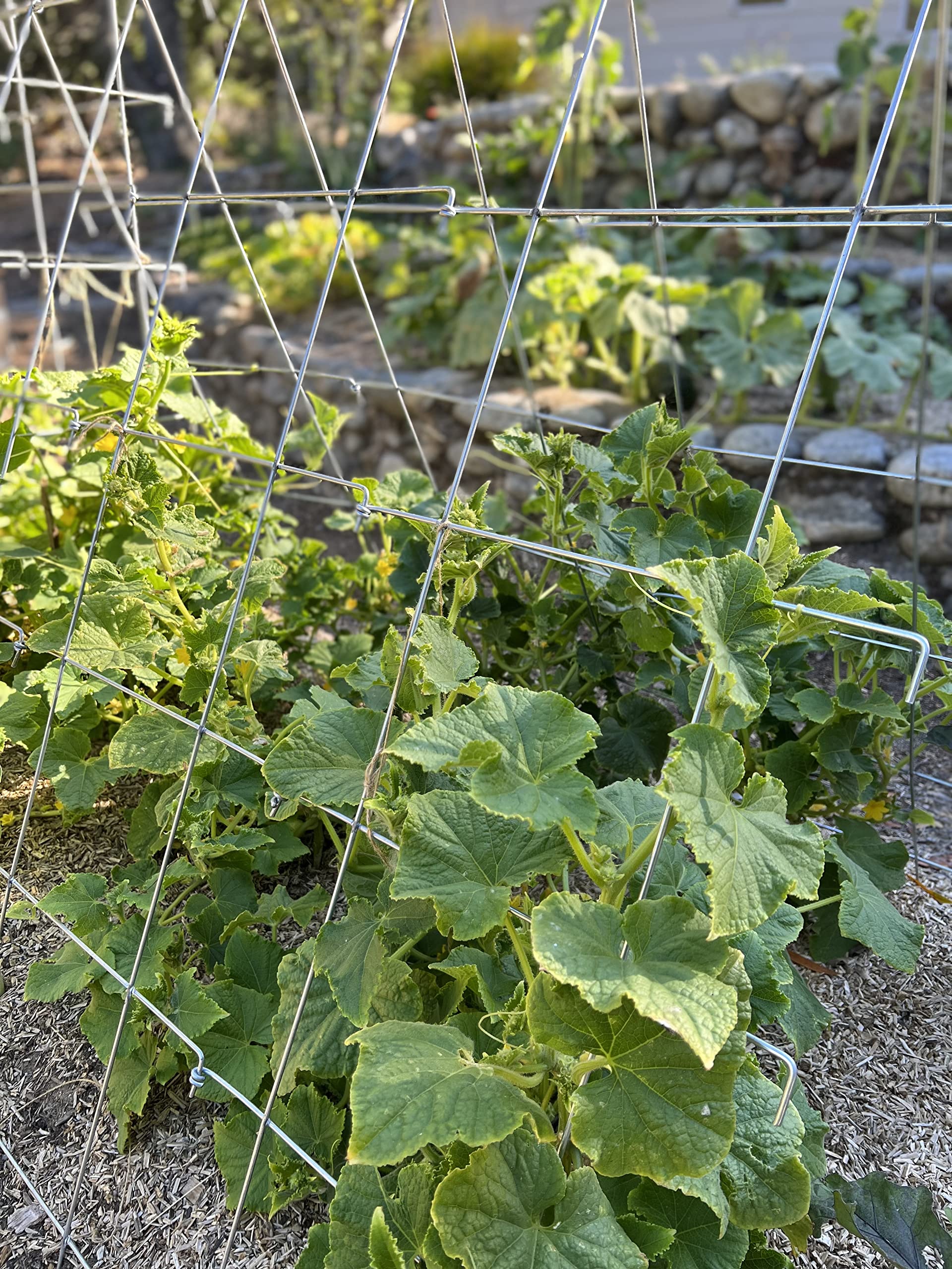 Marco De Enrejado De Pepino, Enrejado De Jardín, Plantas, image size:1920x2560