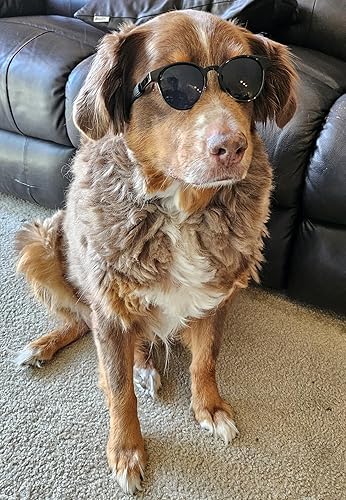 Miniatura 4 de G006 Disfraz para perro y mascota, estilo retro de los años 80, lentes de sol ajustables para razas medianas de 20 a 40 libras, para fiesta,