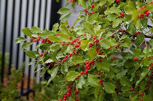 Vista 49 de Ganadores probados - Ilex verticillata Berry Heavy Gold (Winterberry) Arbusto, bayas de oro, 3 - Contenedor