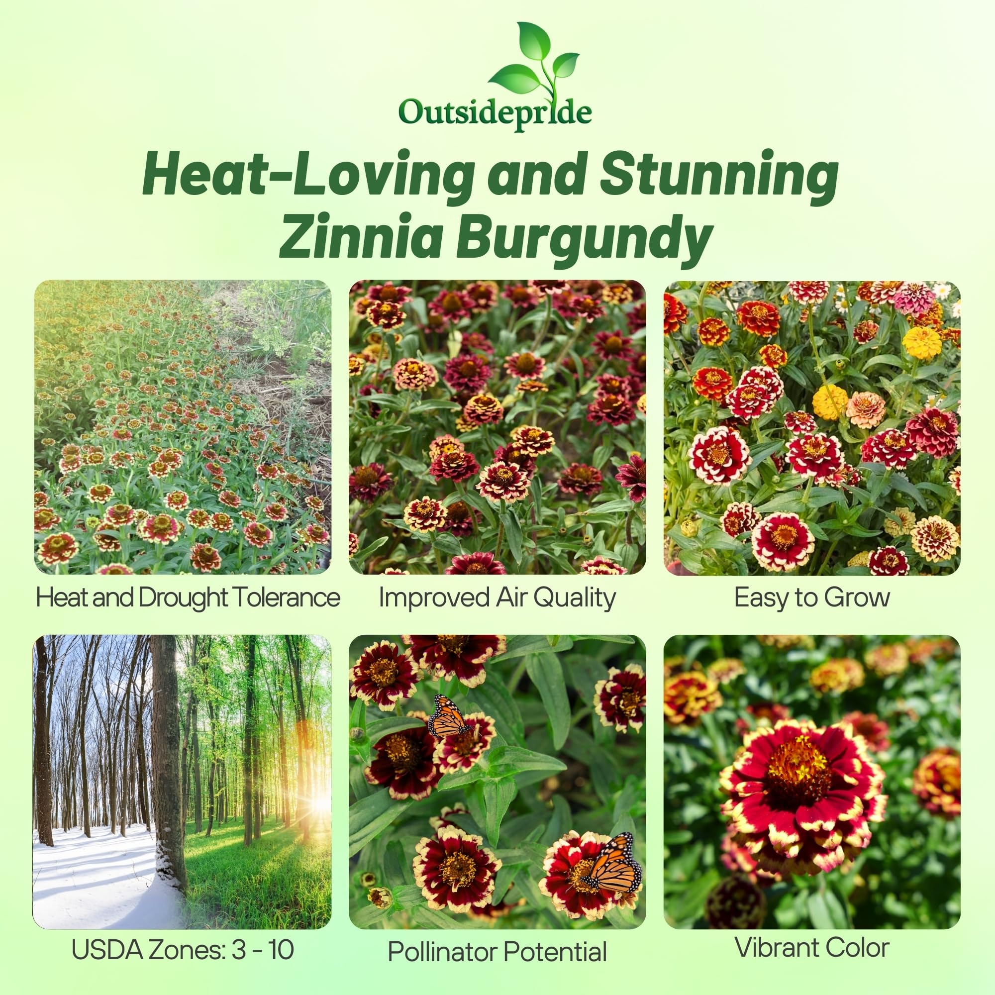 Amazon.com : Outsidepride 50 Seeds Annual Zinnia Haageana Aztec