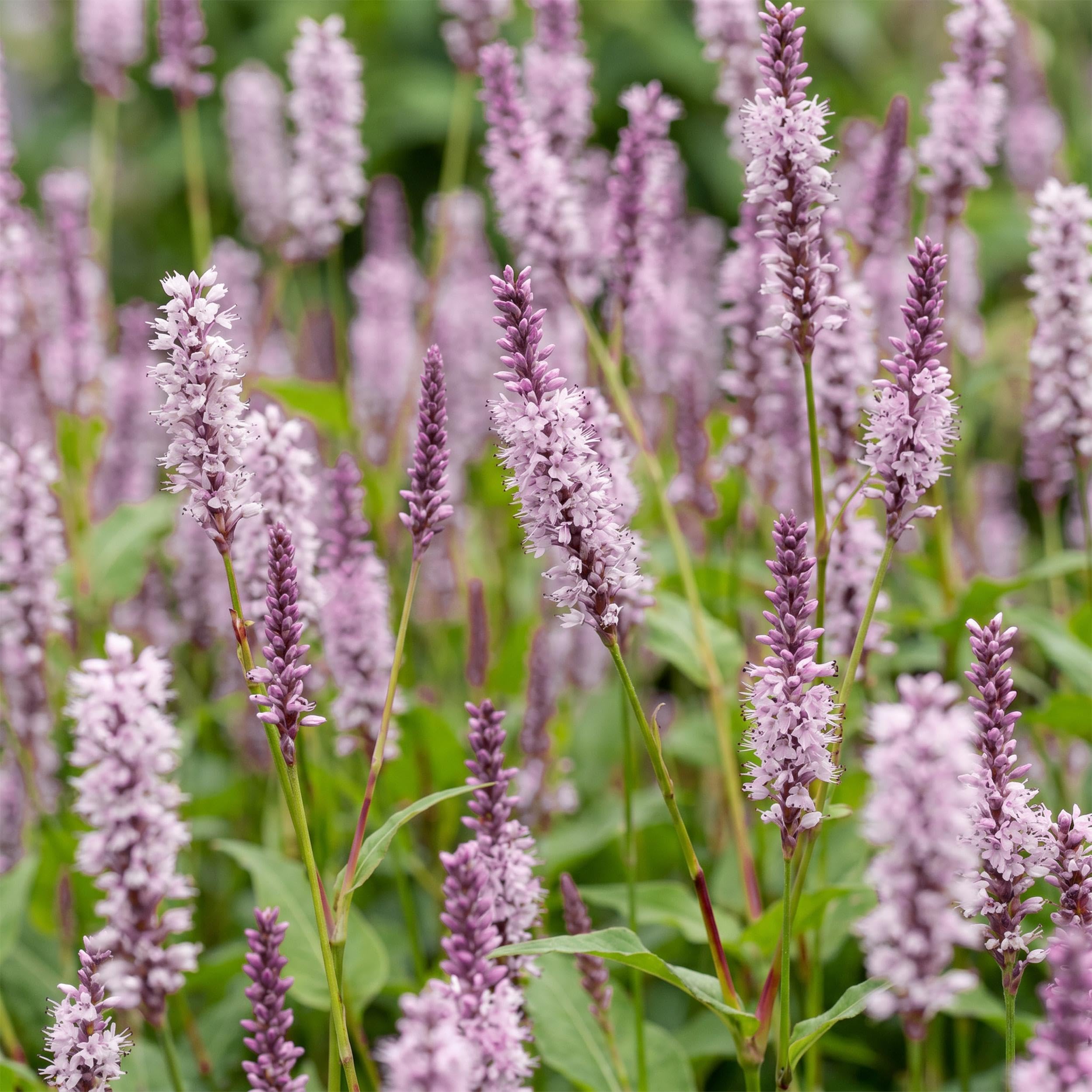 Persicaria ampl. Rosea – rdest – cień – różowy – 3 rośliny - 15-25cm - Ø11cm - Roślina ogrodowa
