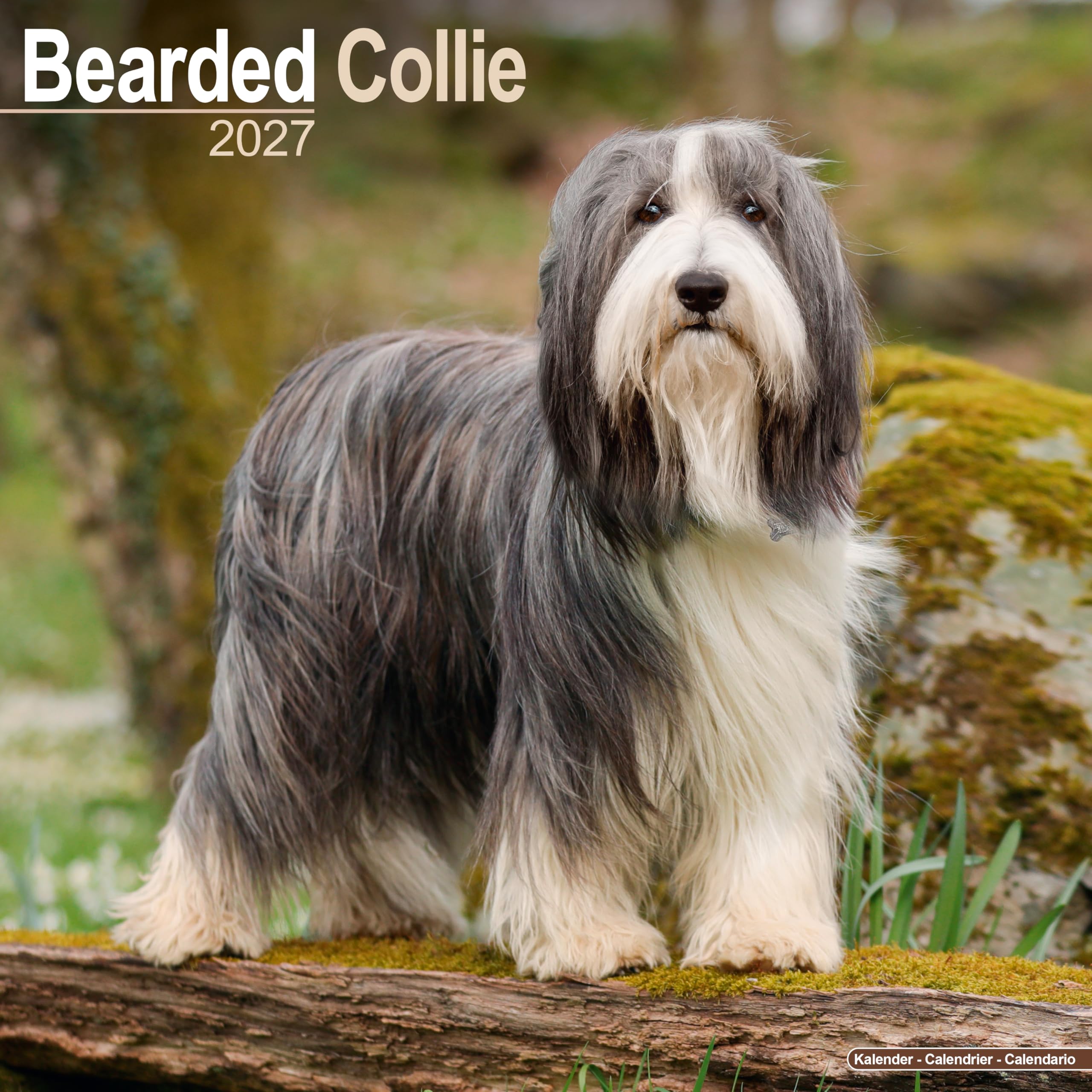 Bearded Collie Calendar 2027, Wall Calendars, Month To View, Dogs, Gift