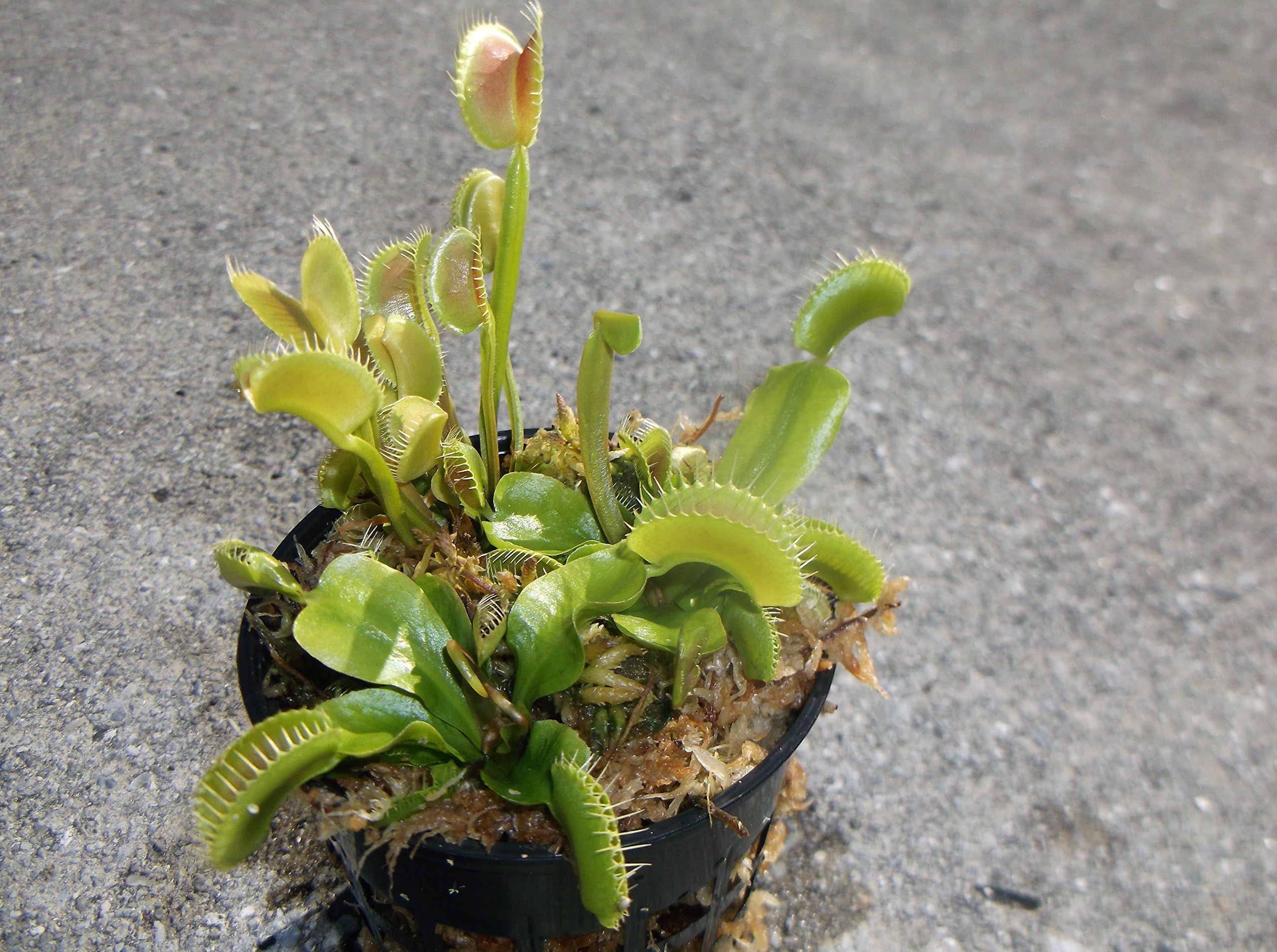 3 Small Sized King Henry Giant Venus Flytraps - Fly Trap - (Dionaea Muscipula) Carnivorous Plant 3 inch Pot