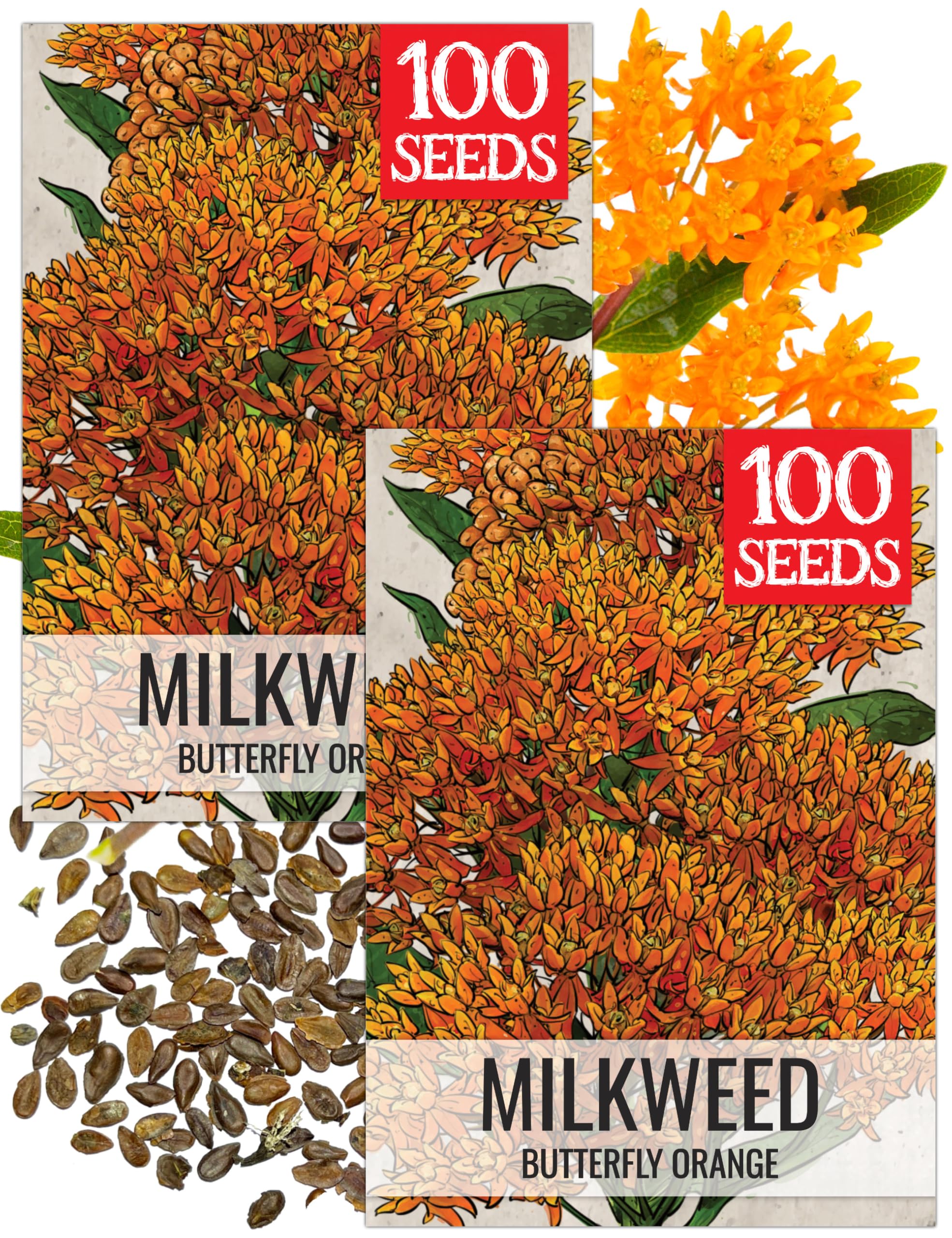 Seed Needs Orange Milkweed Seeds for Planting Butterfly Weed - Heirloom & Untreated Perennial Flower Seed to Grow a Monarch Butterfly Garden (2 Packs)