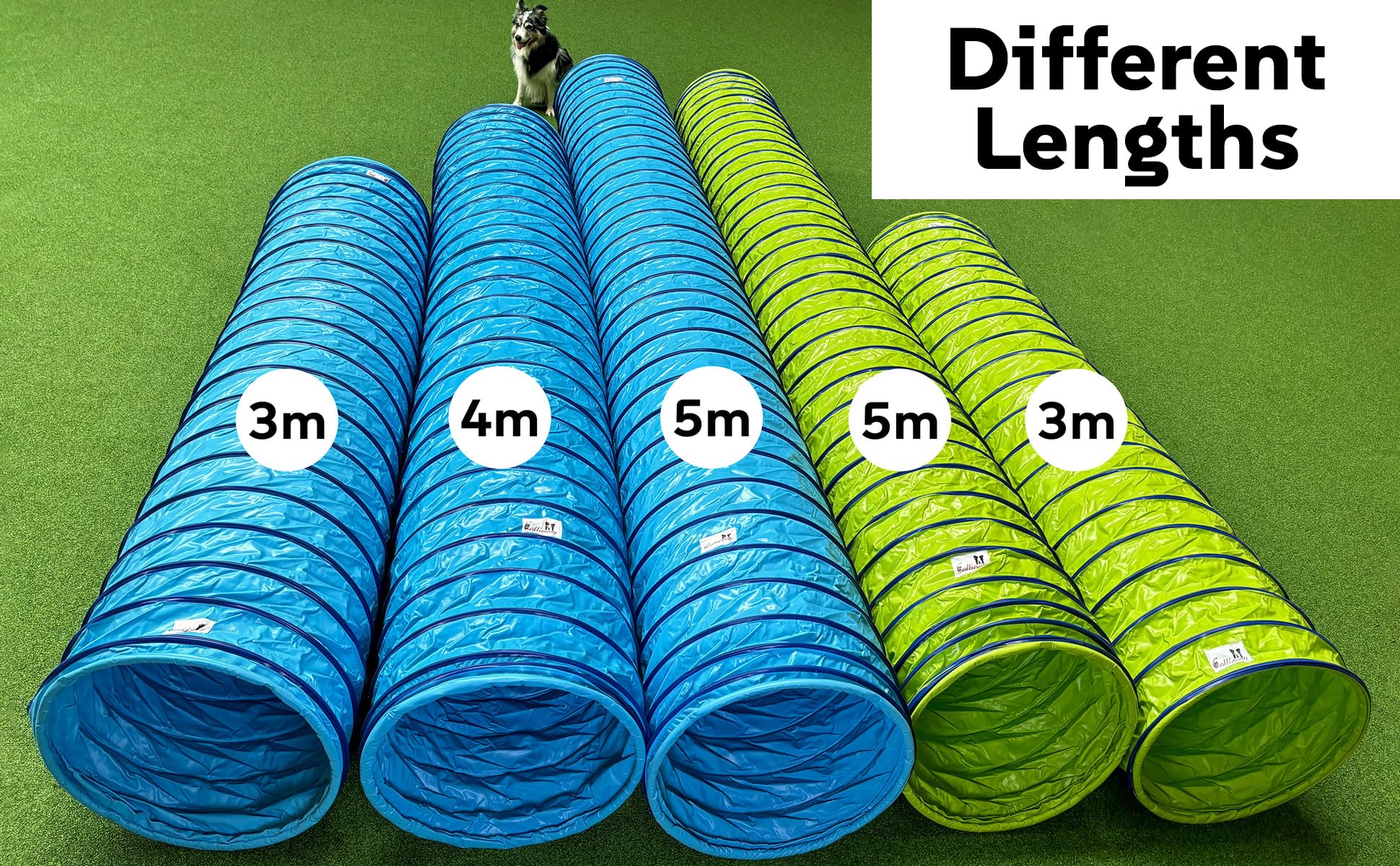Tunnel d'agility pour chien Callieway® Profi (sacs de sable de soutien déjà inclus) (Bleu ciel-Cyan, 4m)