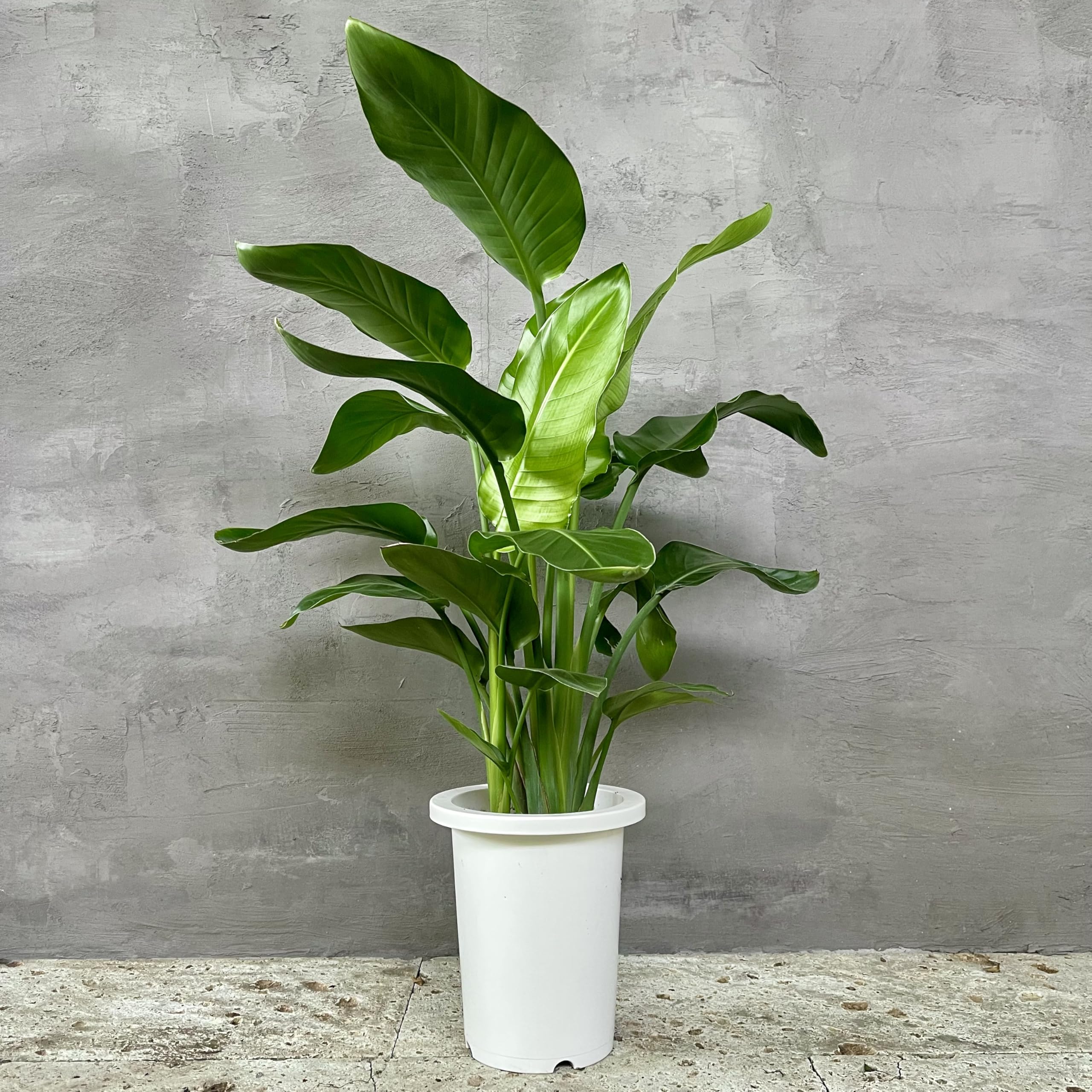 花・観葉植物の商品画像