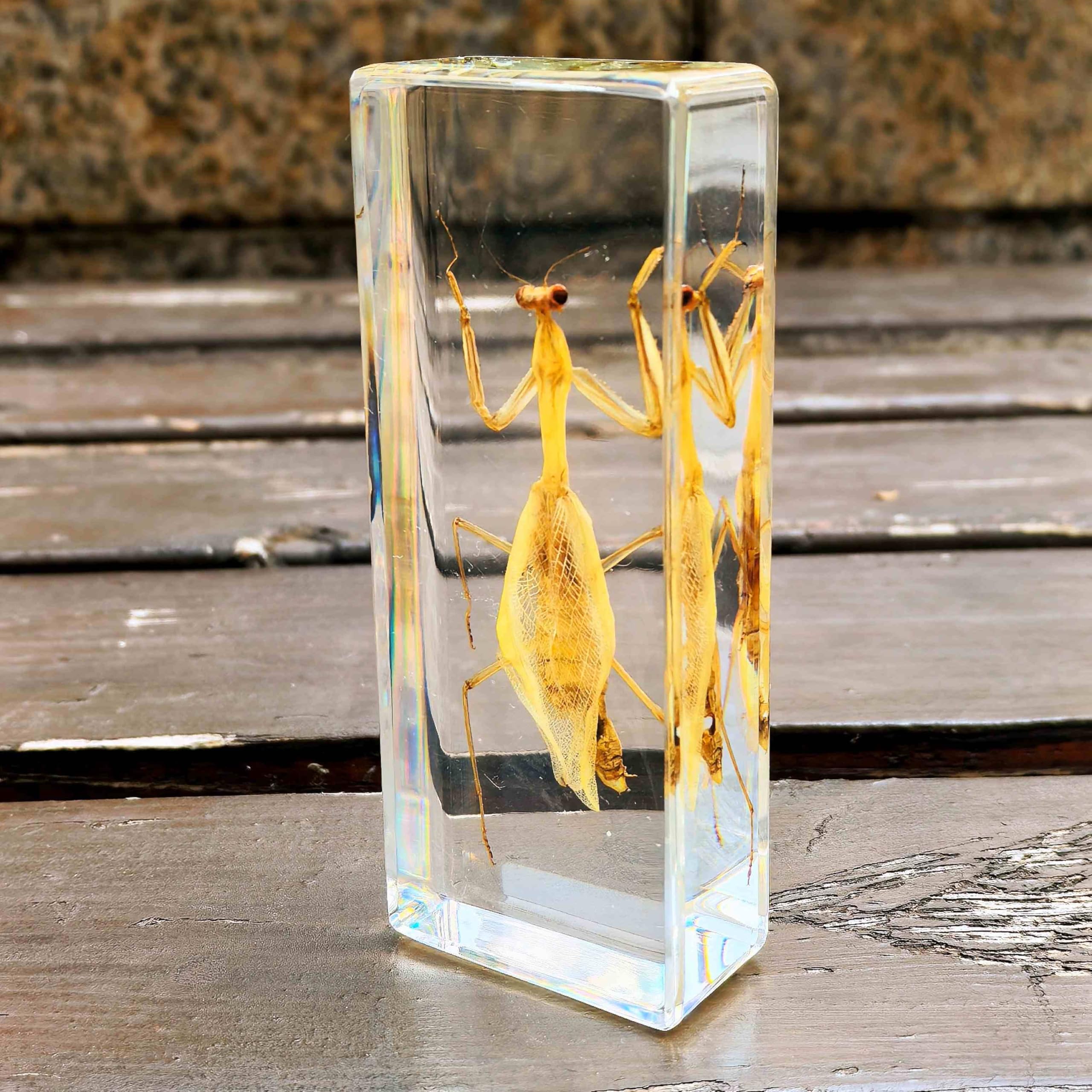 Mantide Tassidermia in resina di grandi 110mm x 43 mm, Campioni animale reale di Insetto esemplare per l'arredamento scientifico biologia (Mantide-1PC)
