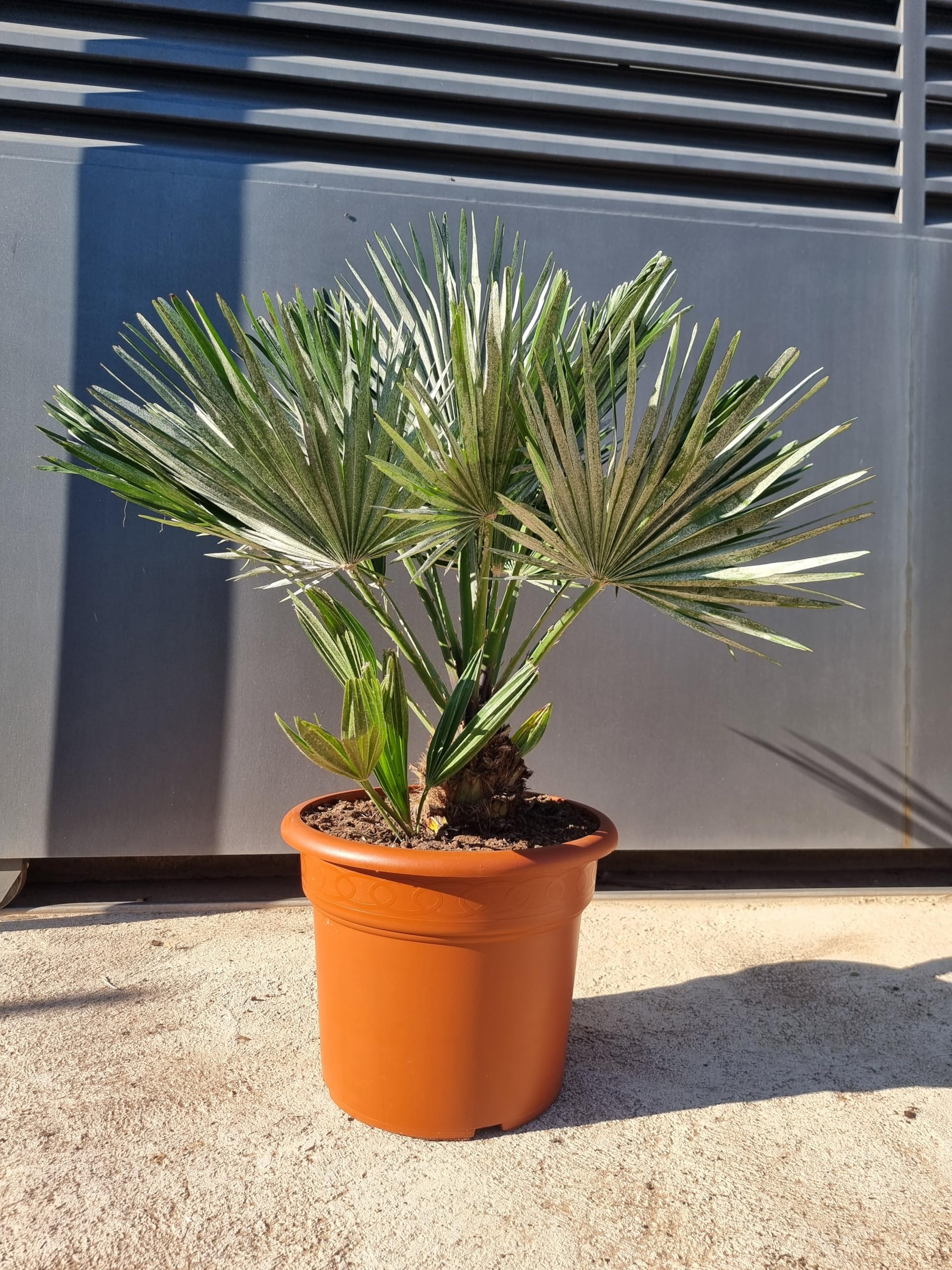 Chamaerops Humilis Vulcano pot 20L palmier croissance lente sans entretien
