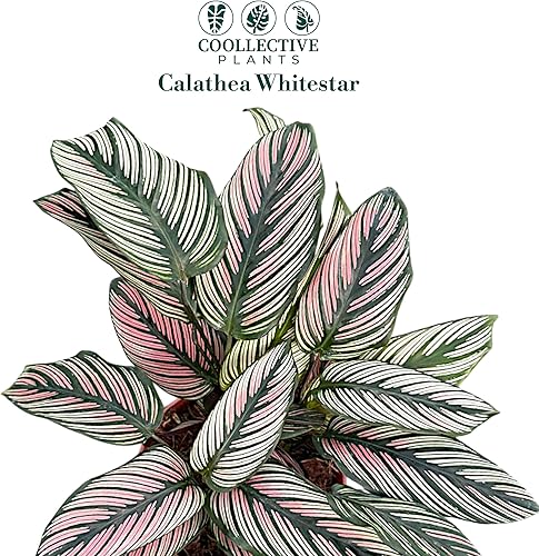 Miniatura 2 de Calathea Whitestar - Planta viva en una maceta de cultivo de 6 pulgadas, viva en interiores, fácil de cultivar, fácil de cuidar y de bajo