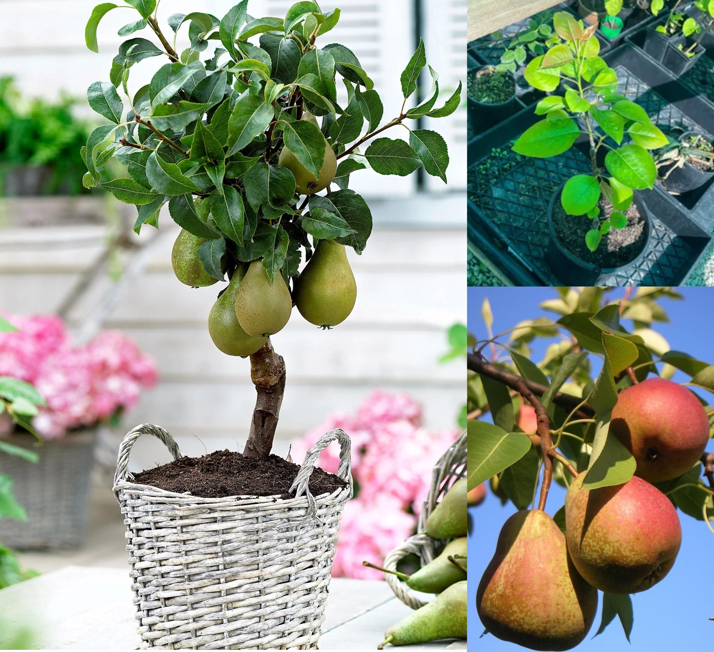 Thai Strawberry Plant - Grow Your Own! -8 Thai Strawberry Plant - Grow Your Own! -8