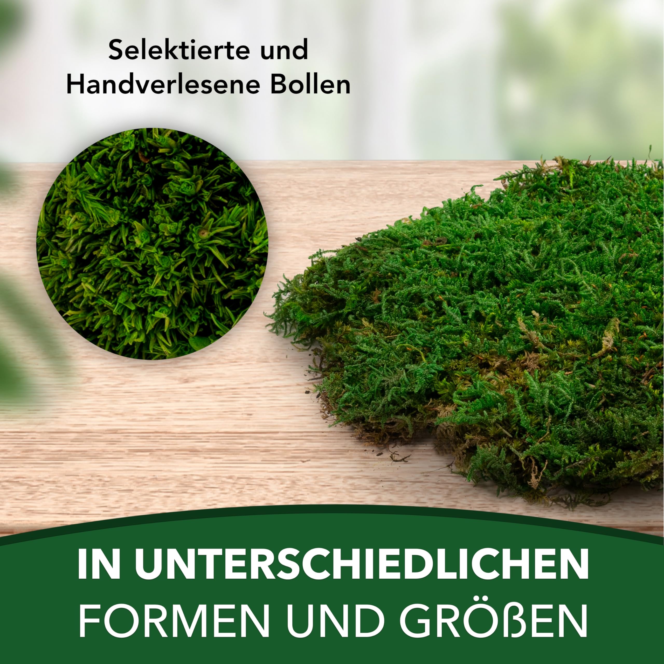 Sphagnum-Shop Plattenmoos konserviert Dekomoos Premium Qualität Grün 750g | Moos für Moosbilder, Moos Deko, DIY Moosmatten oder Moos zum basteln