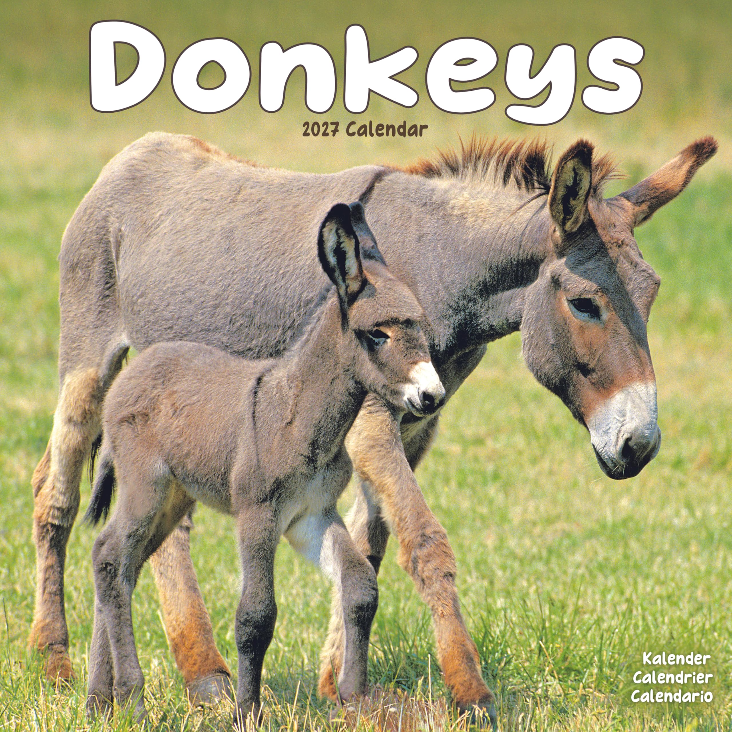 Donkeys 2027 Calendar | Square Wall Calendar | Animal Gift | Plastic Free Packaging | by Avonside Publishing