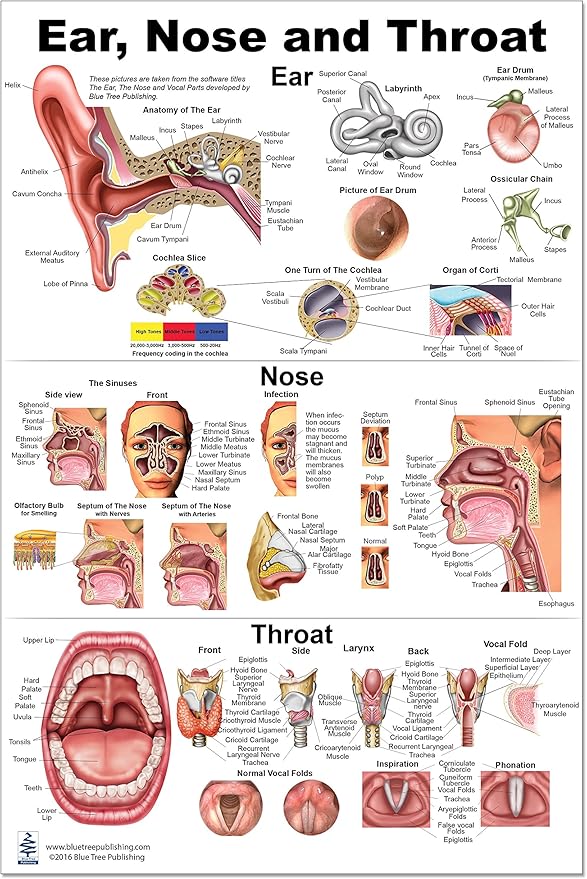 Beautiful Eye Ear Nose & Throat Abstract Nature Beautiful Eye Ear Nose & Throat Abstract Nature