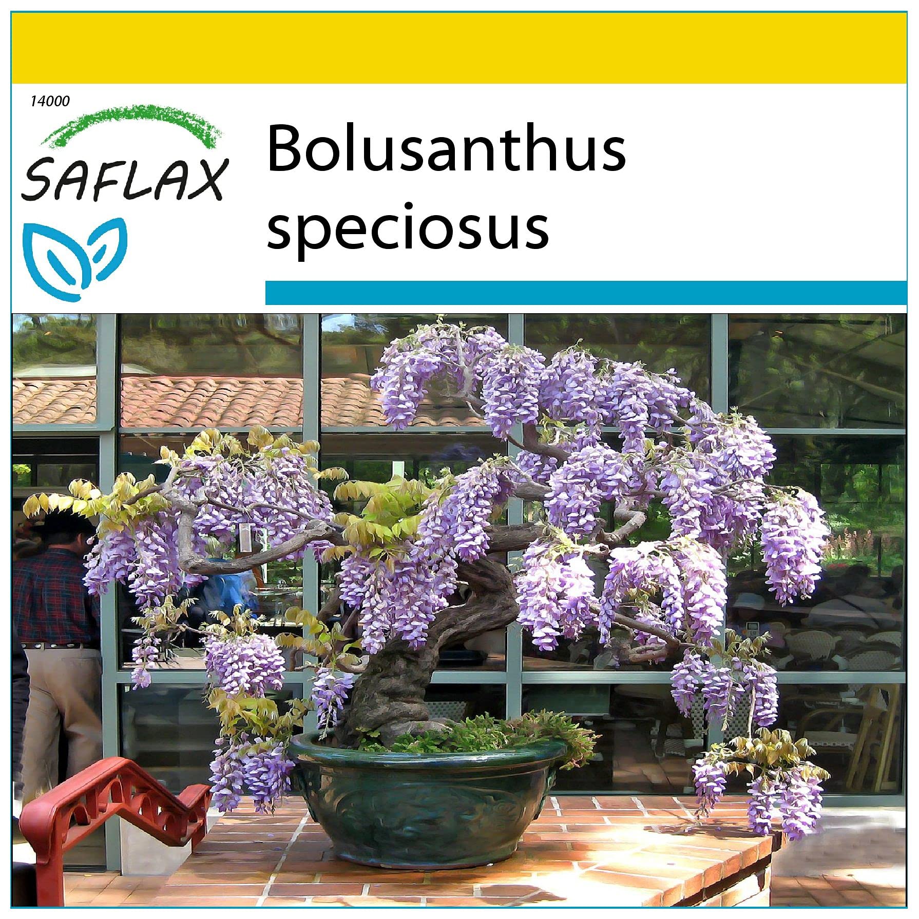 SAFLAX - Anzucht Set - Bonsai - Afrikanischer Blauregen - 15 Samen - Mit  Mini-Gewchshaus, Anzuchtsubstrat und 2 Tpfen - Bolusanthus speciosus :  Amazon.de: Garten