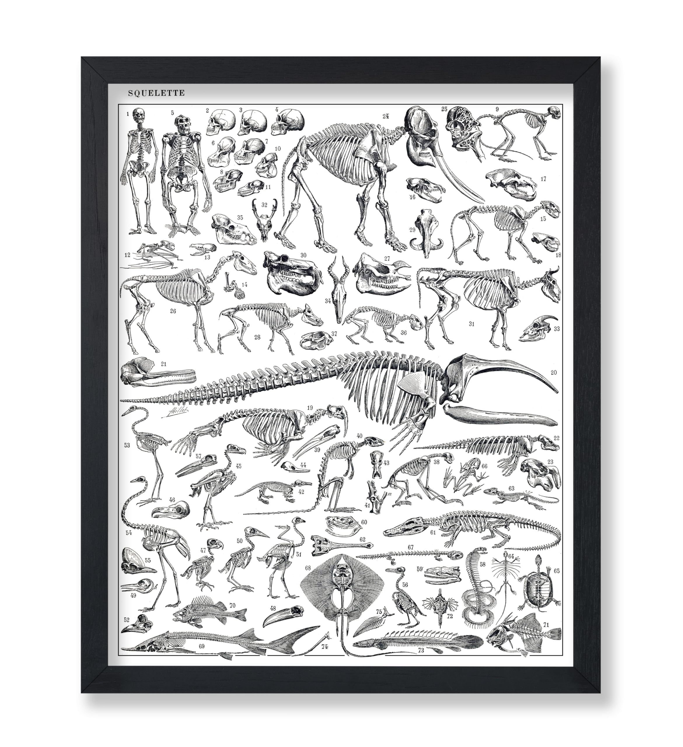 Poster Master Vintage Adolphe Millot Poster - Retro Dinosaur Anatomy Print - Skeleton Art - Gift for Men, Women & Animal Lover - Wall Decor for Office