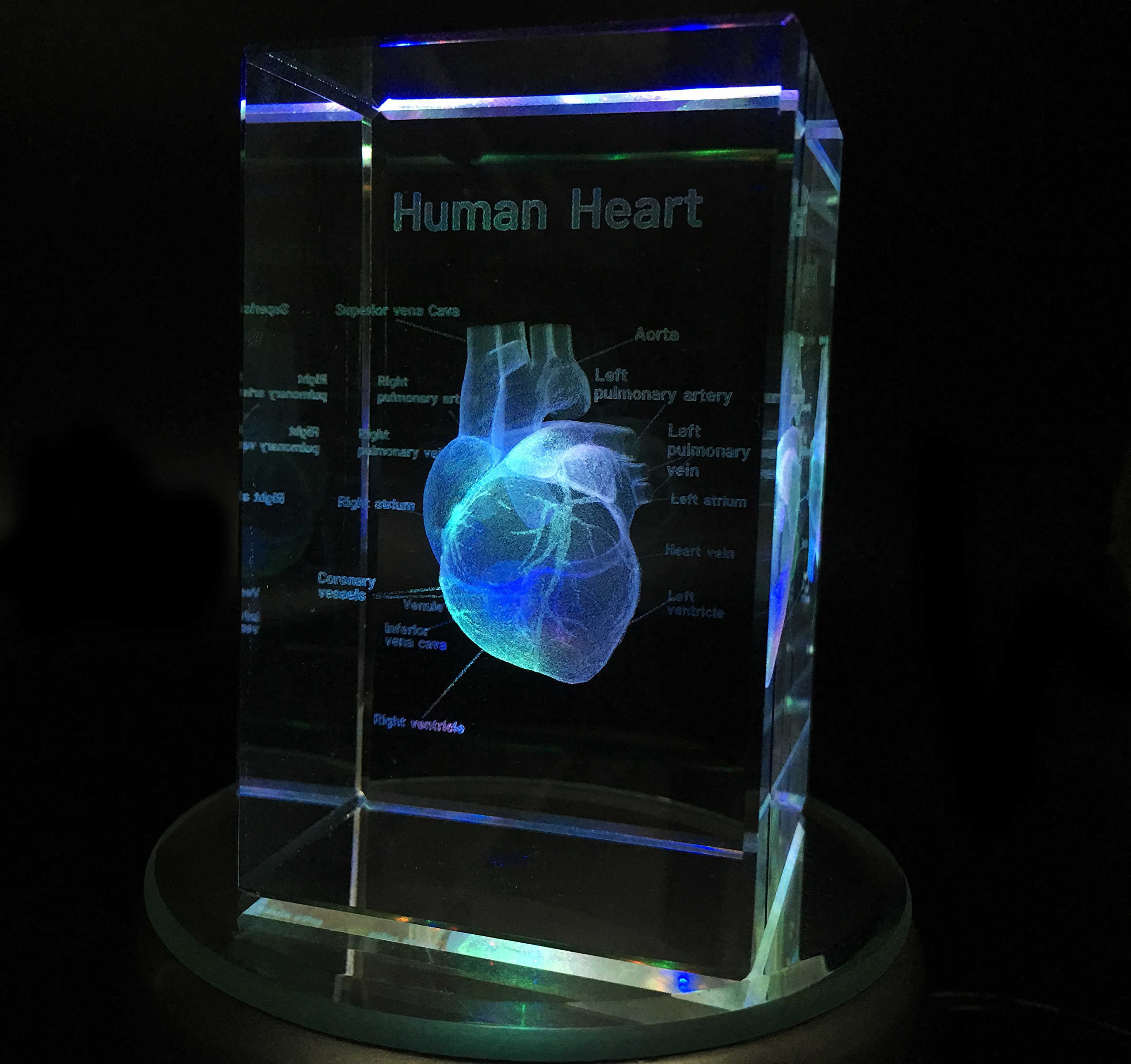 Amazon.com: 3D Human Heart Anatomical Model Paperweight