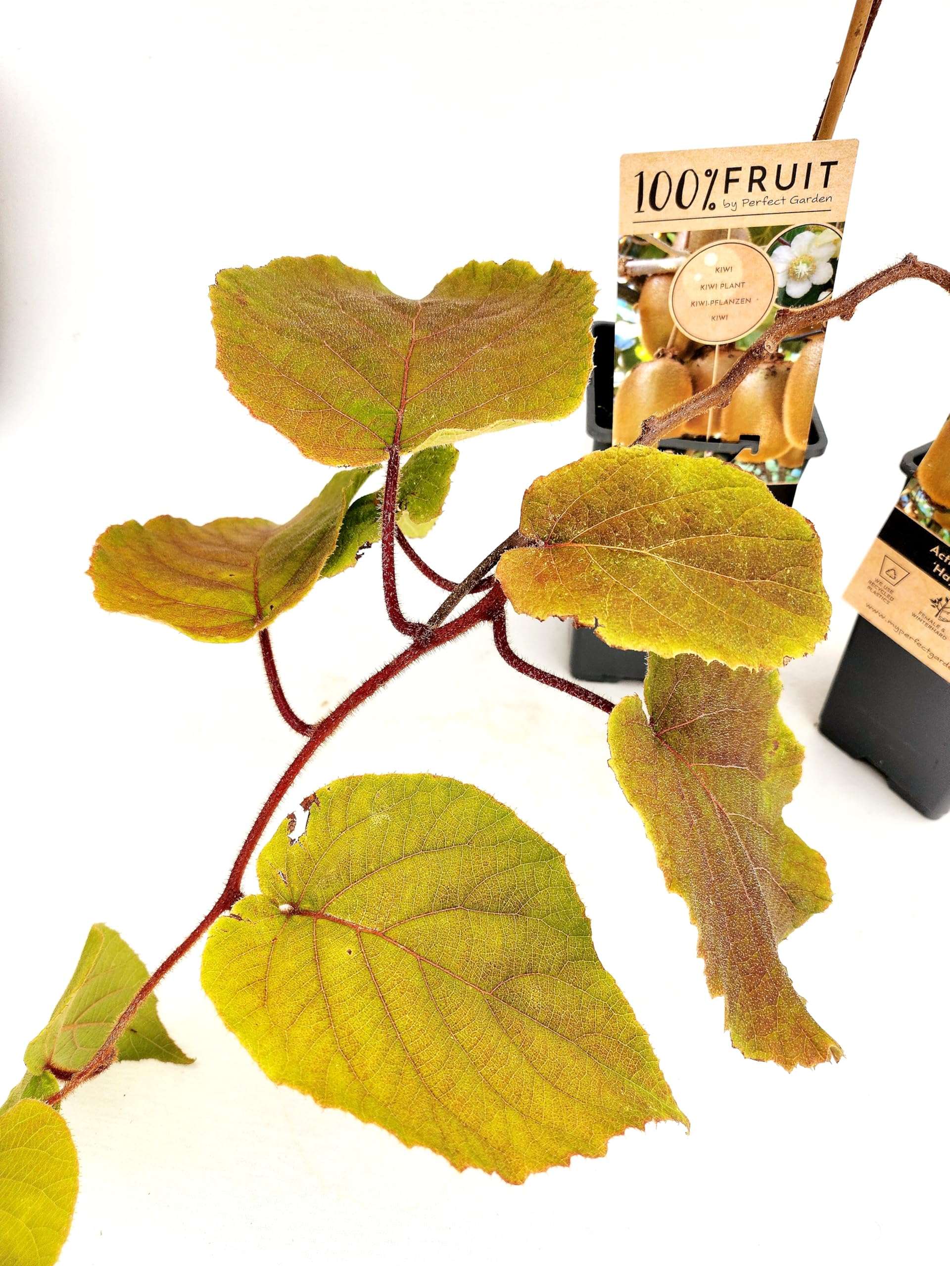 POWERS TO FLOWERS - KIWI HAYWARD, VARIETA' AUTOFERTILE, piante vere