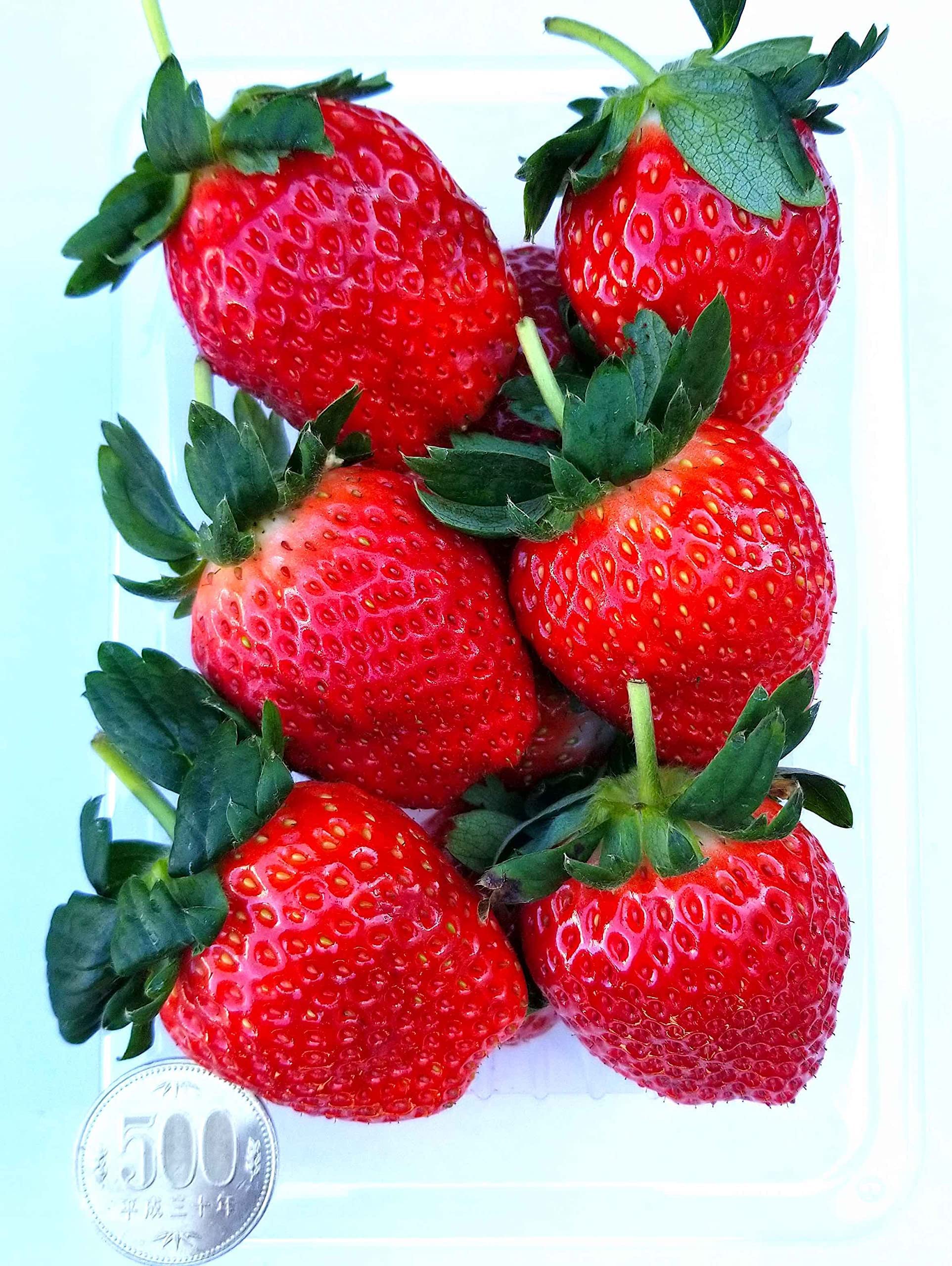 いちごさんセレクト Amazon.co.jp: 【冷蔵】超大粒 いちご 約1,150g 糖度：11度以上