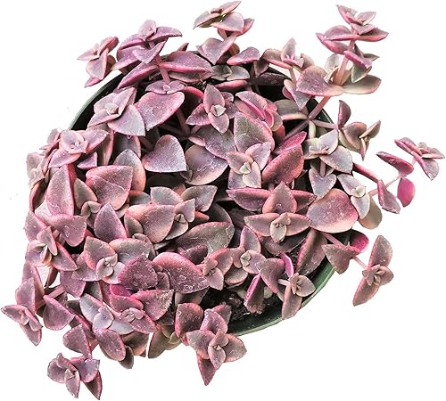 Miniatura 4 de Calico Kitten Crassula (4 pulgadas)  Suculentas rosas únicas y saludables para decoración del hogar y la oficina