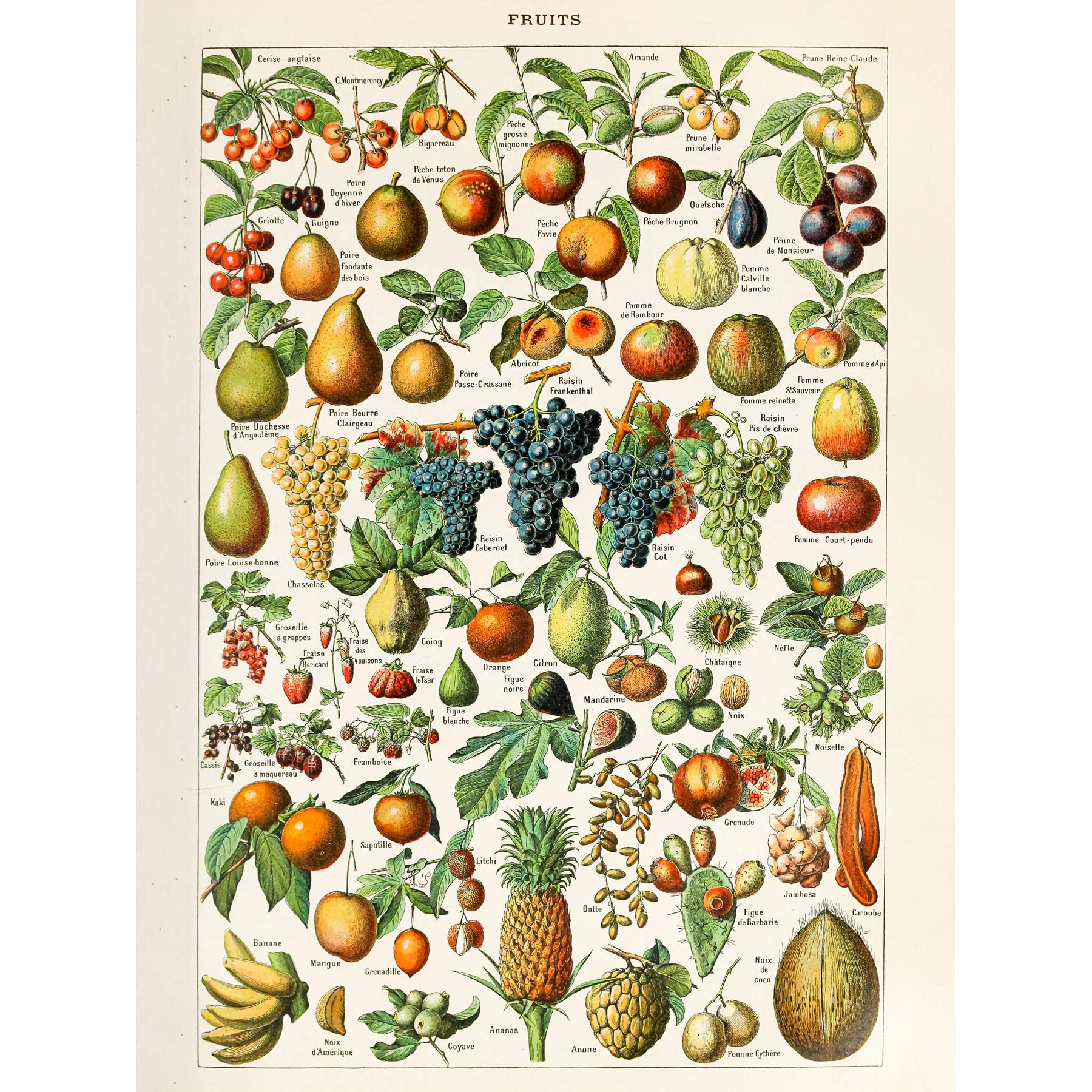 Artery8 Fruit Grape Pineapple Millot Encyclopedia Page Extra Large Xl Wall Art Poster Print