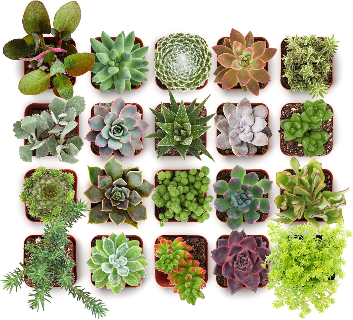 Shop Succulents Everything Mini Succulent Plant Pack – Live Mini Succulent Plants, Assorted Colorful Mix, Easy Care Houseplants – Gardening, Terrariums, Gifts & Party Favors, 2" Pots
