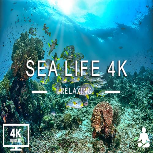 Aquário 4K VÍDEO