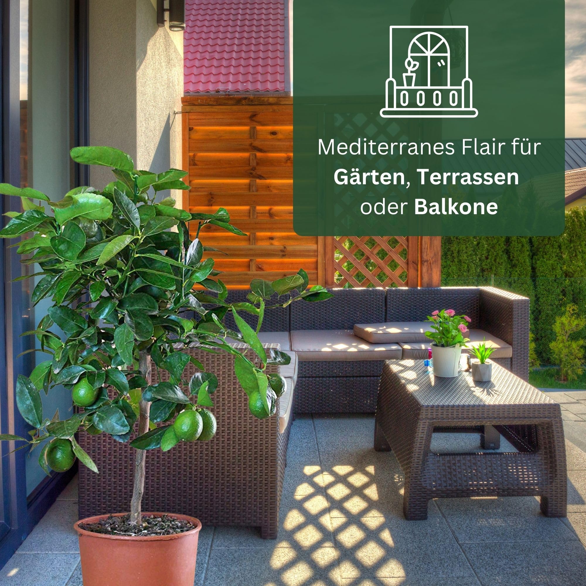 Meine Orangerie Limettenbaum Citrus Latifolia – Tahiti Limette - persische Limette - fruchtreife Zitruspflanze mit essbaren Limetten – Mediterranes Flair für Garten, Terrasse oder Balkon