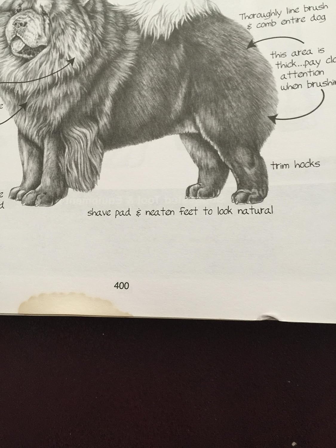 Notes From The Grooming Table by Melissa Verplank image 5