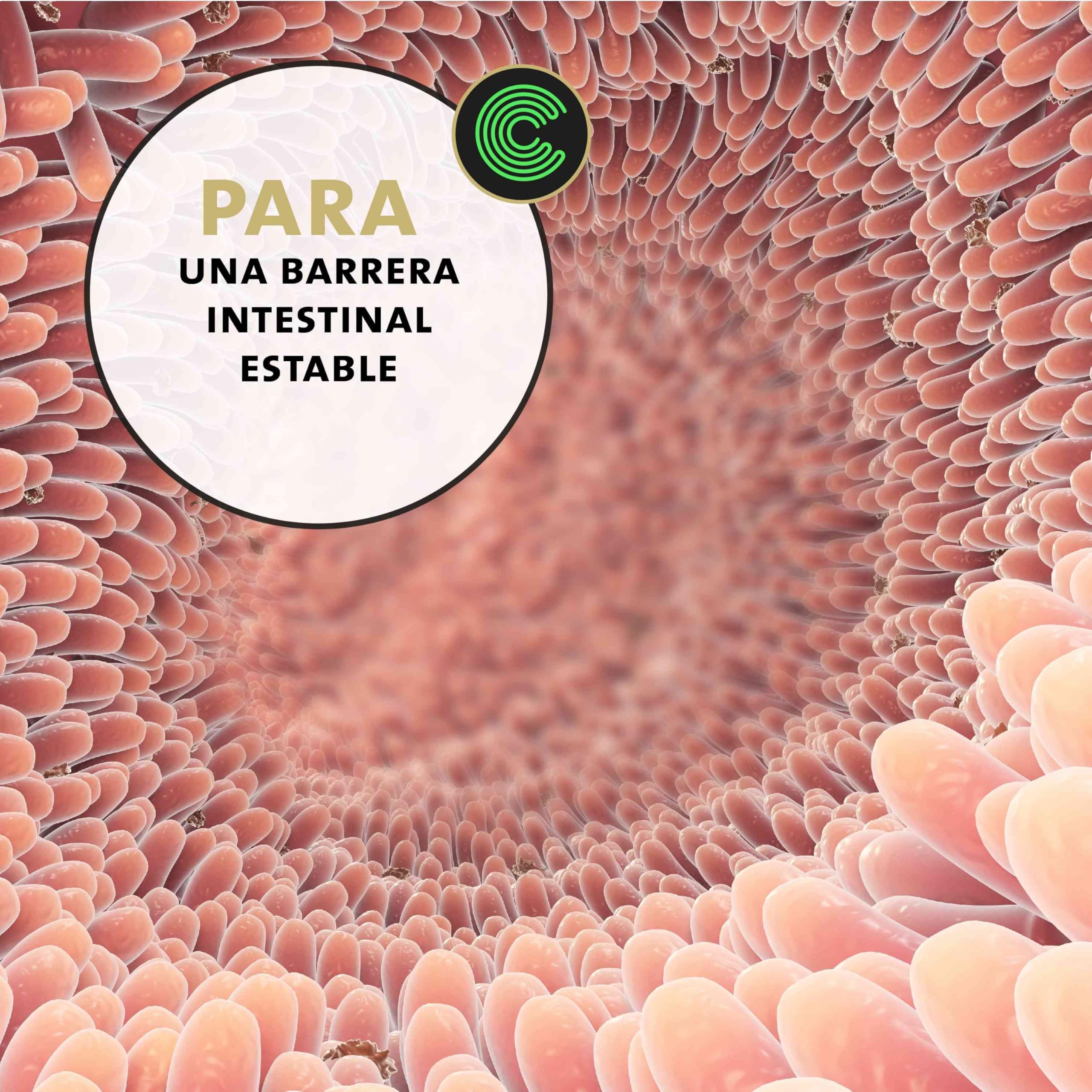Peticare bronquios y Tos remedio para Caballos | Apoya vías respiratorias y resfriados | Expectorante | Fórmula a Base de Hierbas | Jarabe para la Tos en Polvo | Libre de OGM | petHorse Health 4609