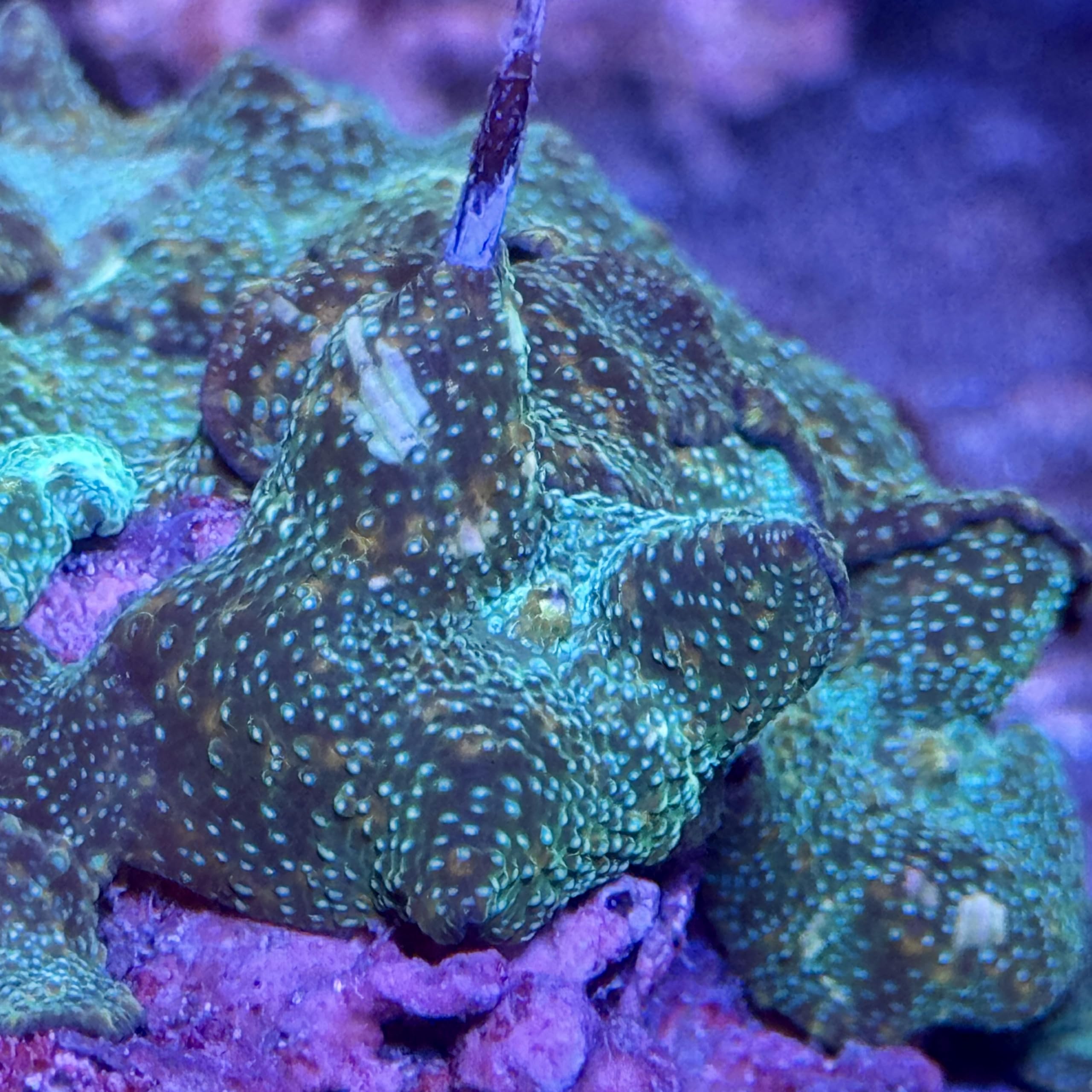 Live Saltwater Coral, Live Aquaculture Coral Decor for Aquarium, Live Aquacultured Reef Specimen-Goldflake Green Discosoma Mushroom (Single Mushroom) (Medium)