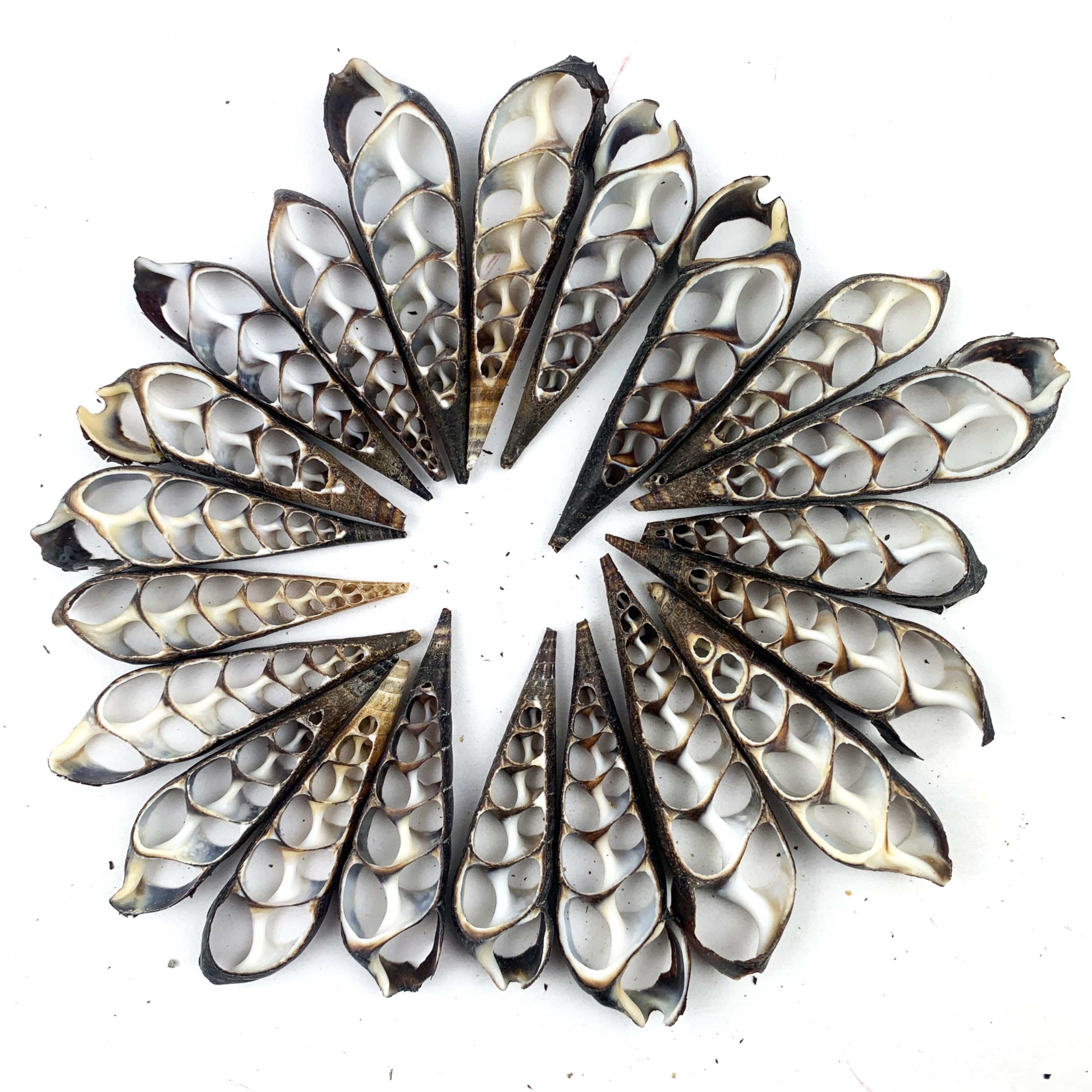 Heyiwell 20PC Center Cut Black Terebra Seashells for Shellcraft Home Decor Apprx 2