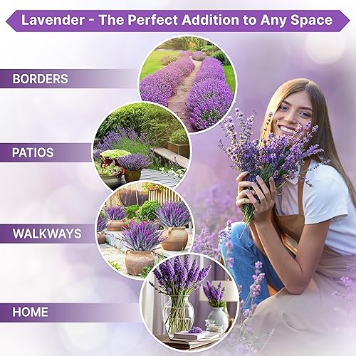 Miniatura 4 de Paquete de semillas de lavanda inglesa, 0.09 oz, más de 2.200 semillas de lavanda sin OMG para plantar hierbas en paquete de semillas individual,