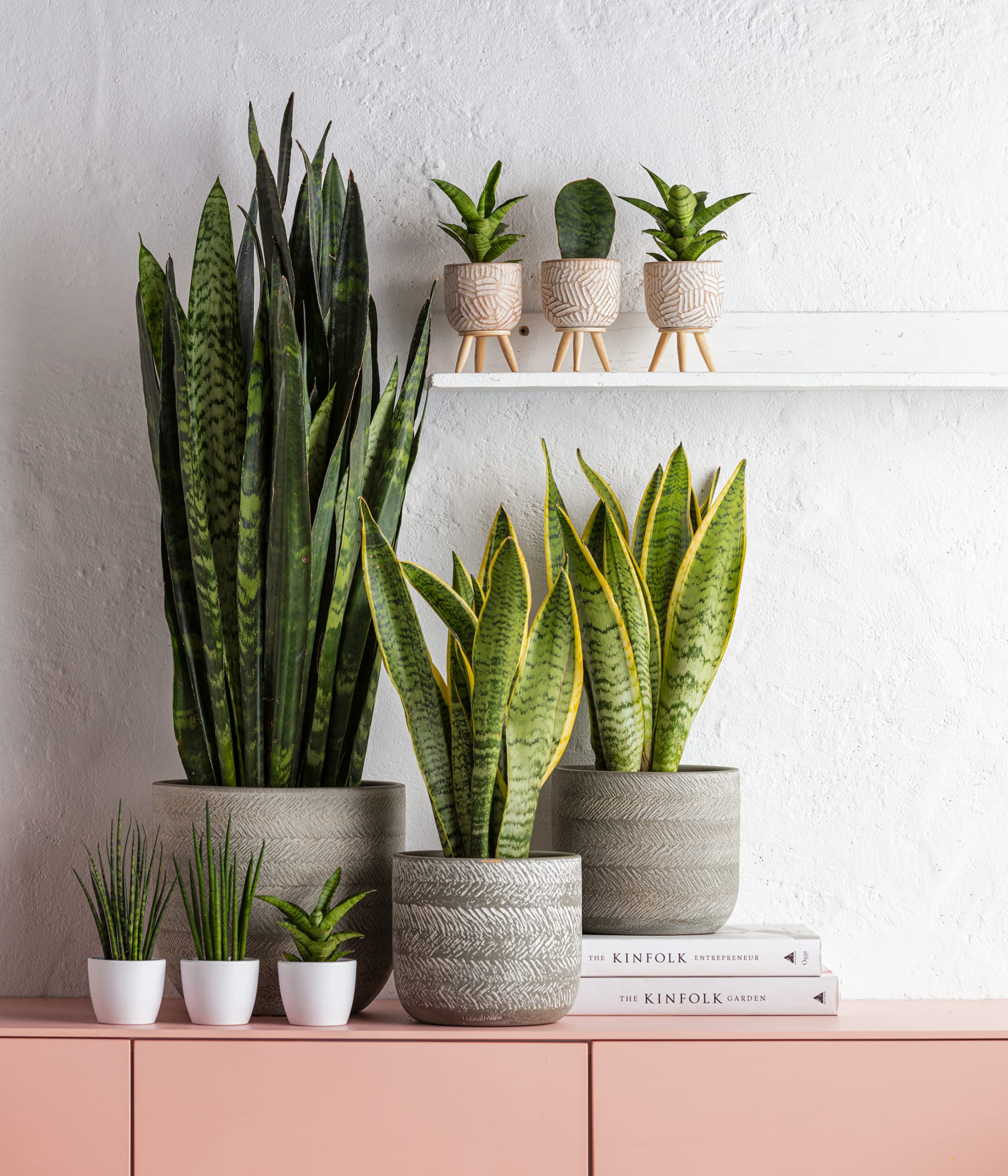 Dehner Bogenhanf Laurentii, Sansevieria trifasciata, schwertfrmige Bltter,  40-45 cm,  Topf 14 cm, Zimmerpflanze : Amazon.de: Garten