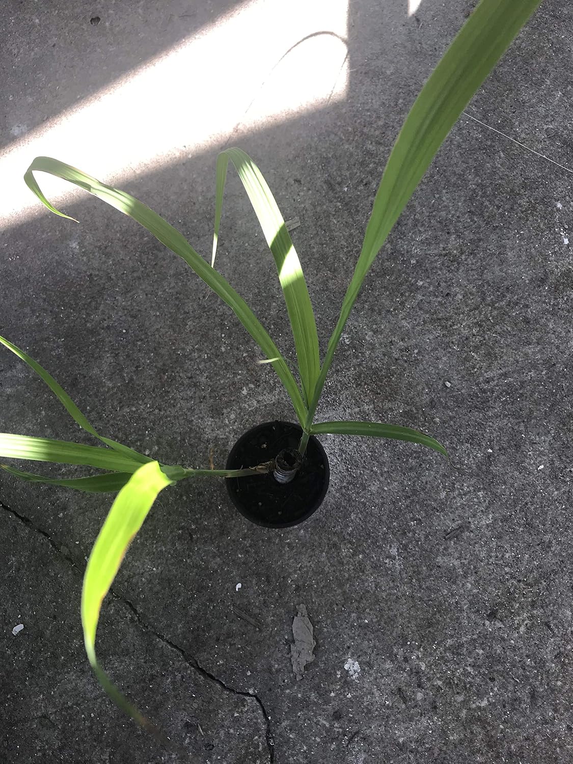 Live Deep South Blue Sugar Cane Plant 2-3' Tall Plant