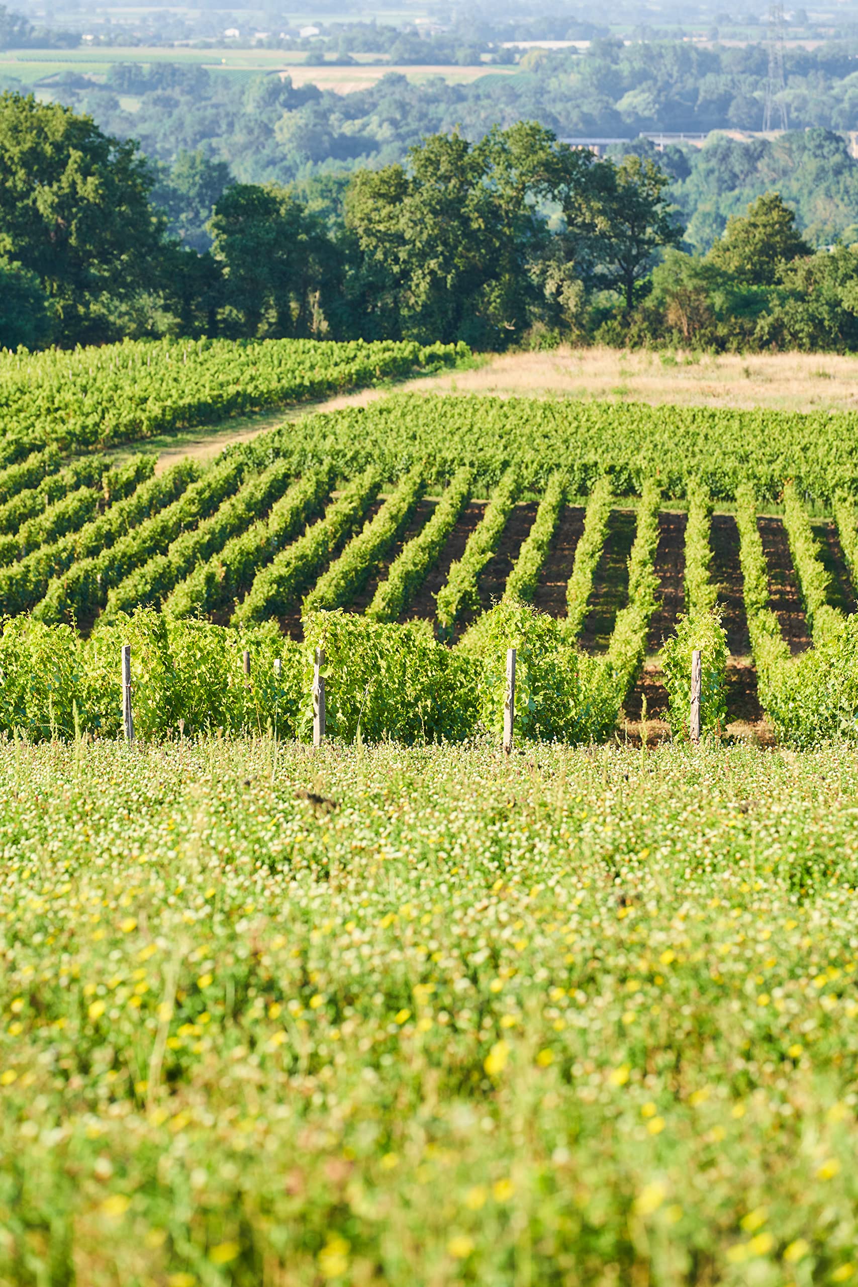 Marcel Martin - Vin Rosé AOP Rosé d'Anjou La Jaglerie (6 x 0.75 L)