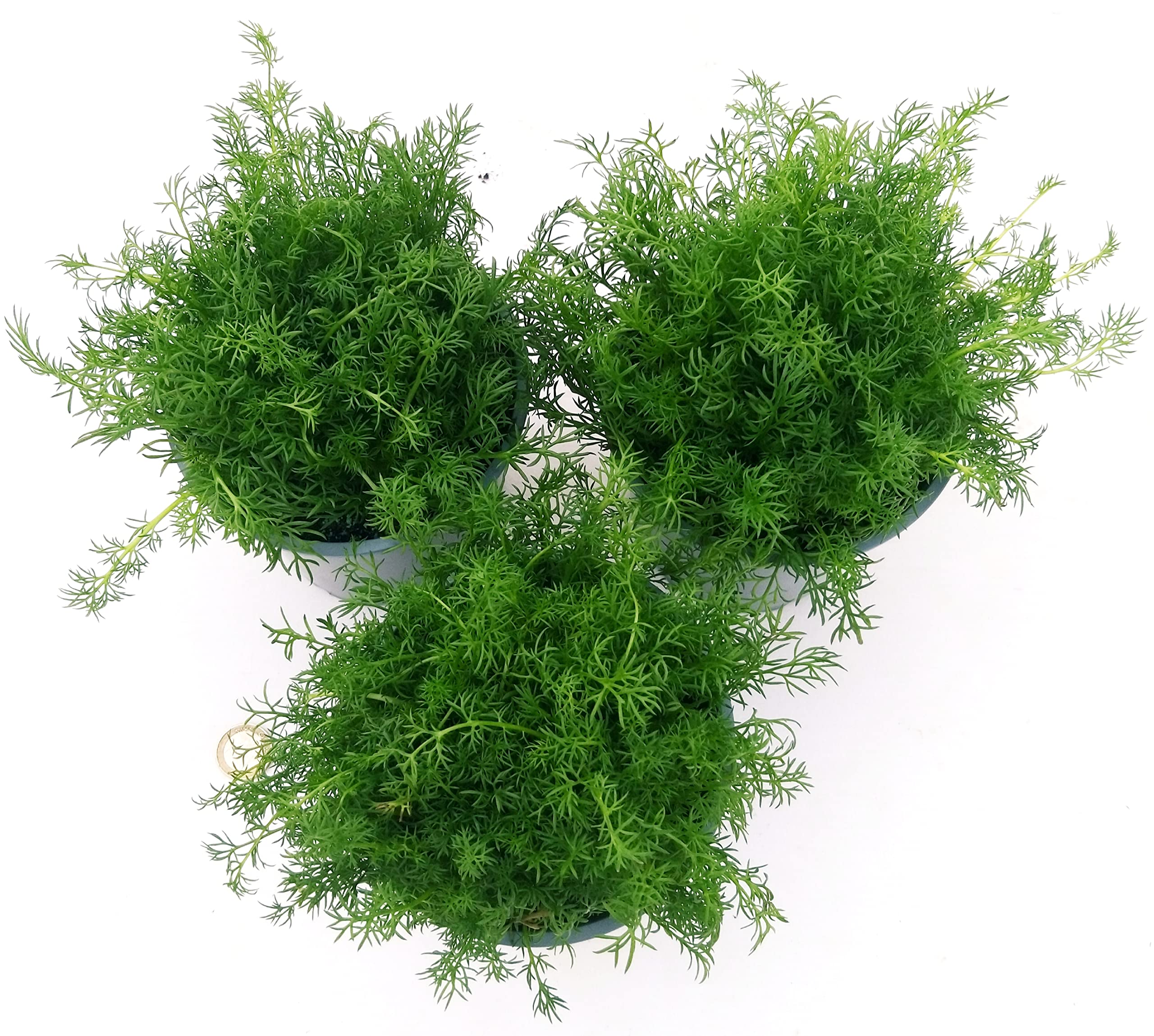 POWERS TO FLOWERS - CAMOMILLA BIO, ANTHEMIS NOBILIS, 3 PIANTE, piante vere