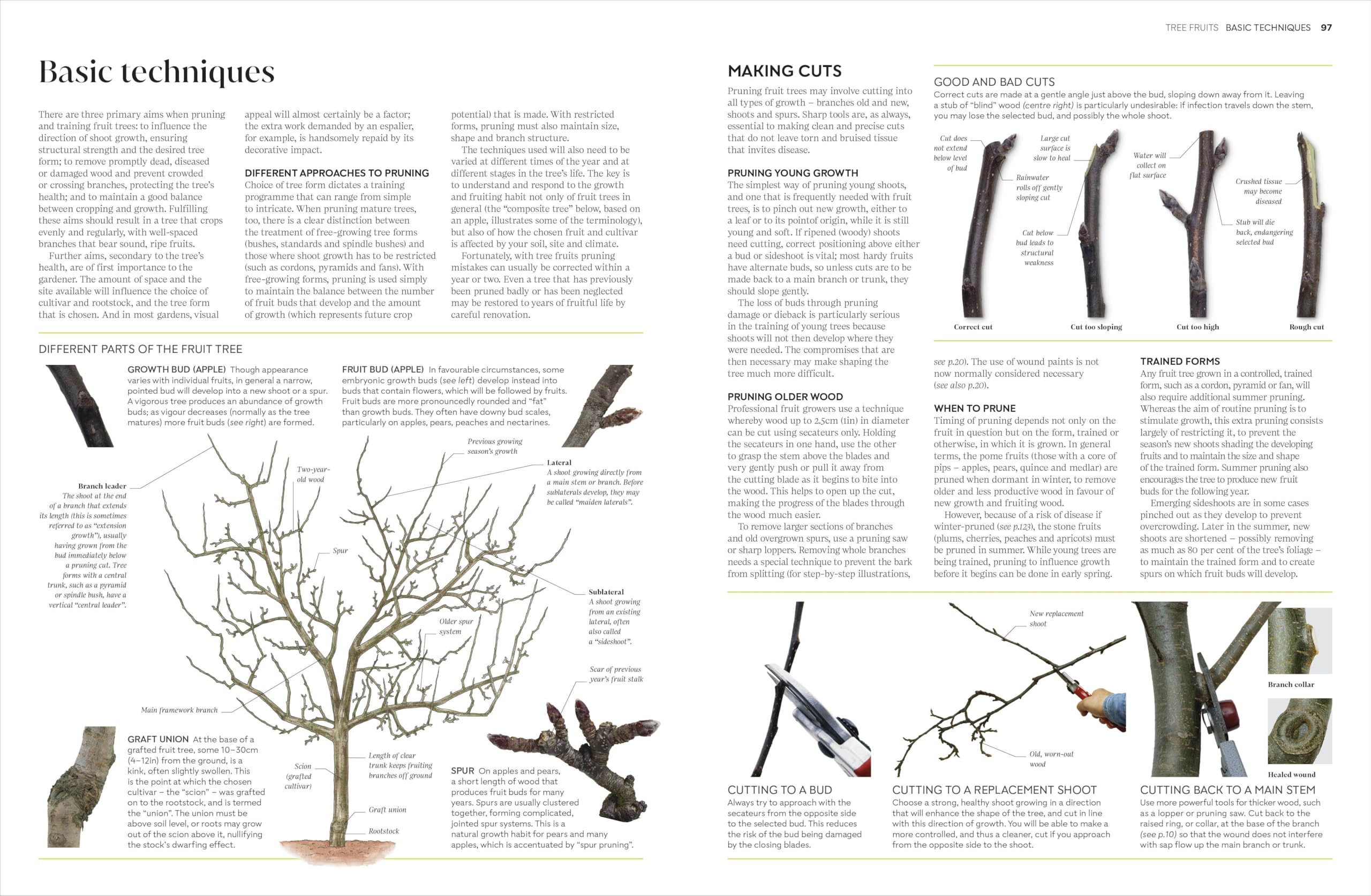 RHS Pruning and Training: What, When, and How to Prune Over 800 Plants