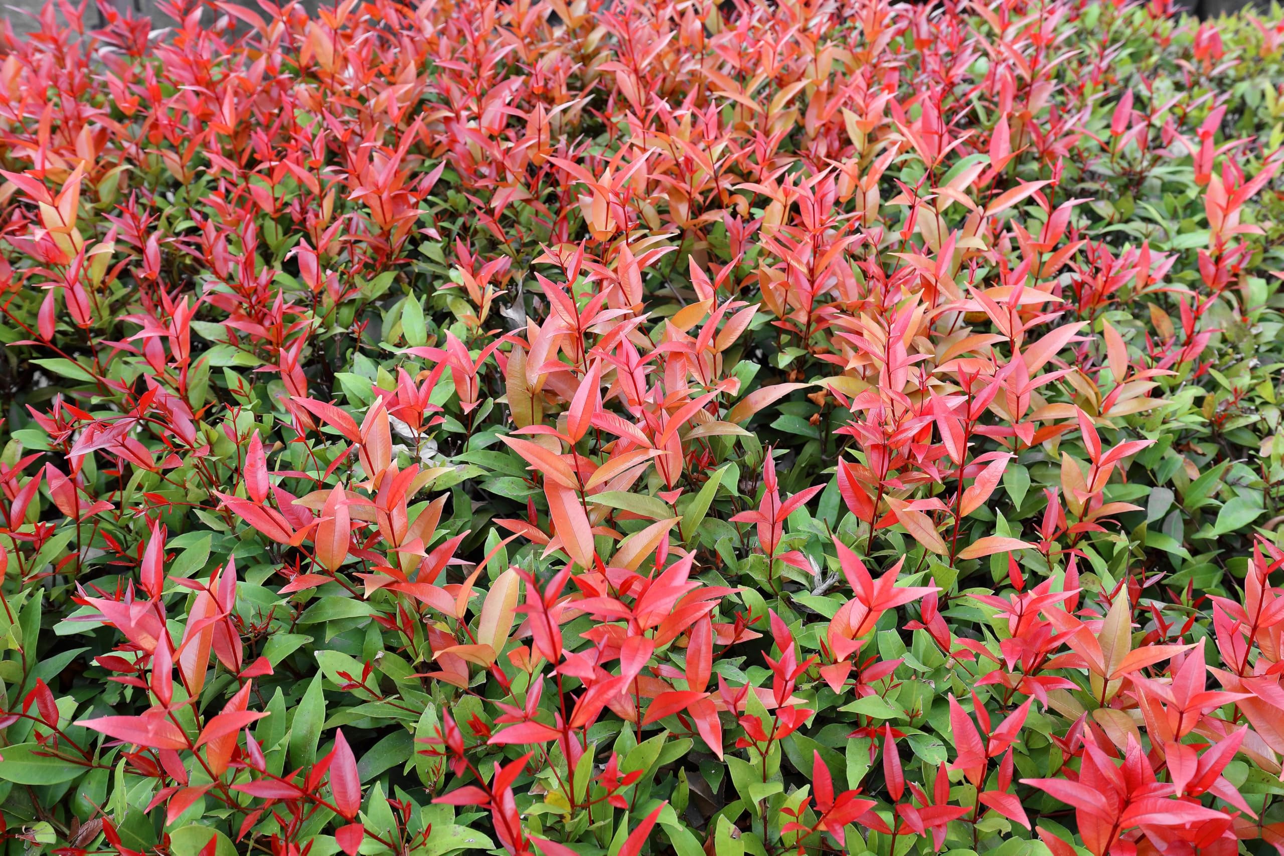 photinia devil's dream Rotlaubige Glanzmispel 'Devil's Dream' 40-60cm im Topf main image 0