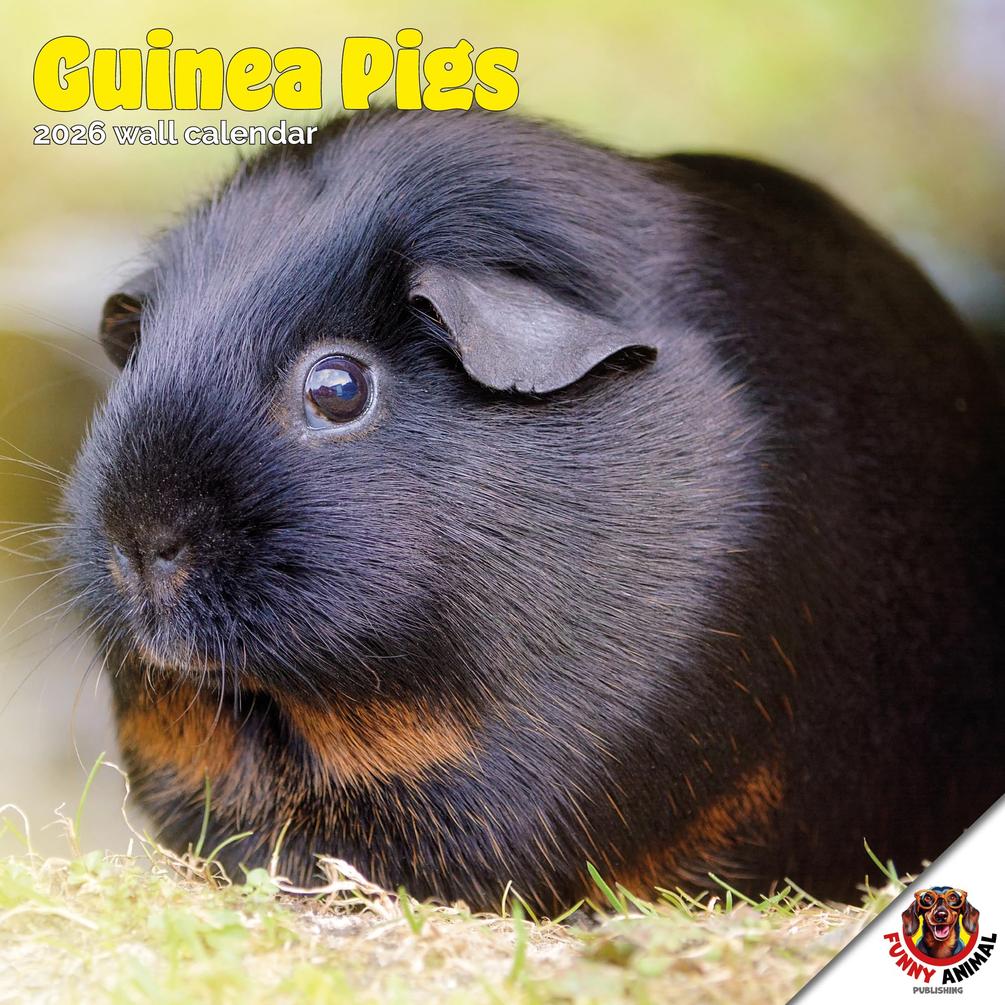 Dayplanner Publishing Guinea Pig Calendar 2026, Large