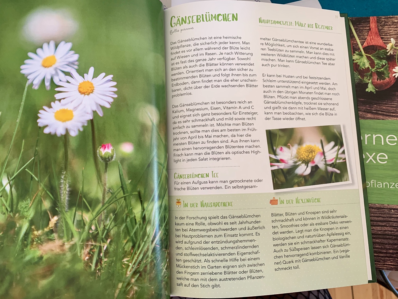 Mit Wildkräutern und Heilpflanzen durchs ganze Jahr Die moderne