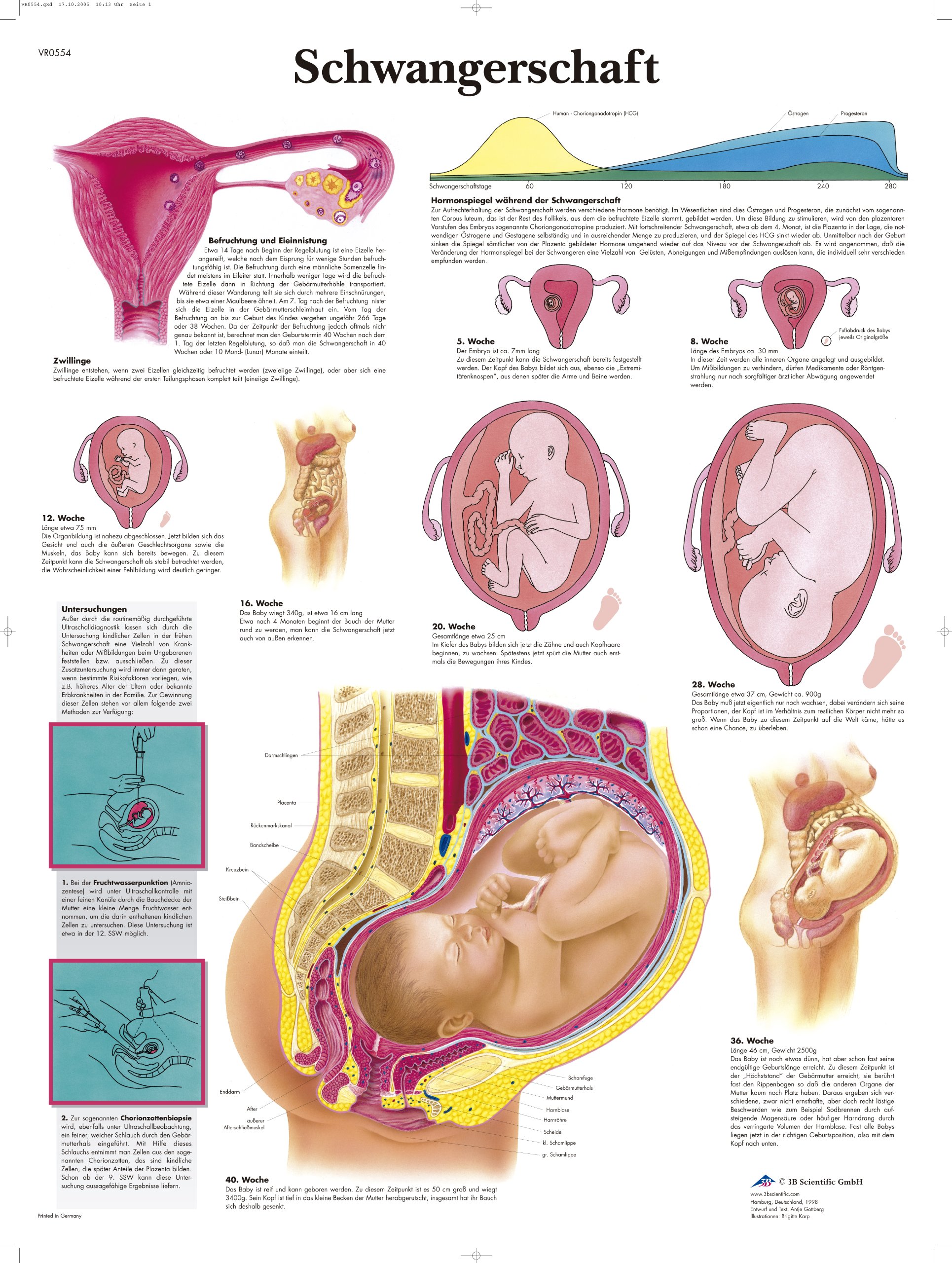 3B Scientific Pregnancy Chart