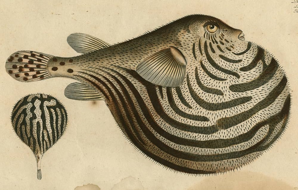 John Derian Picture Book ジョンデリアン * HI-3D-COVER-John-Derian-