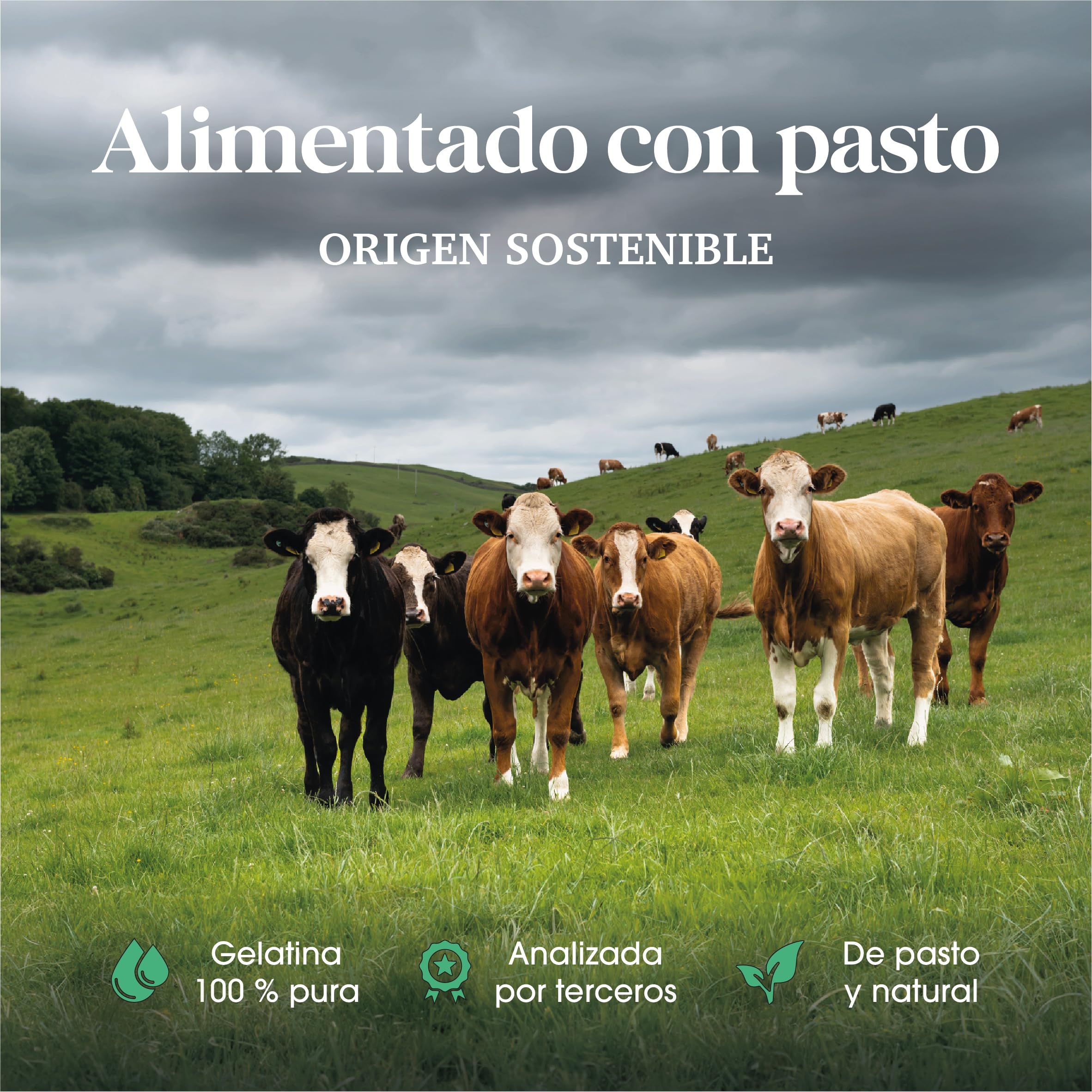 Gelatina de res – 500 g – Gelatina bovina pura – 240 Bloom – Gelatina rica en colágeno para cocinar, beber y caldo de huesos – Origen de la UE