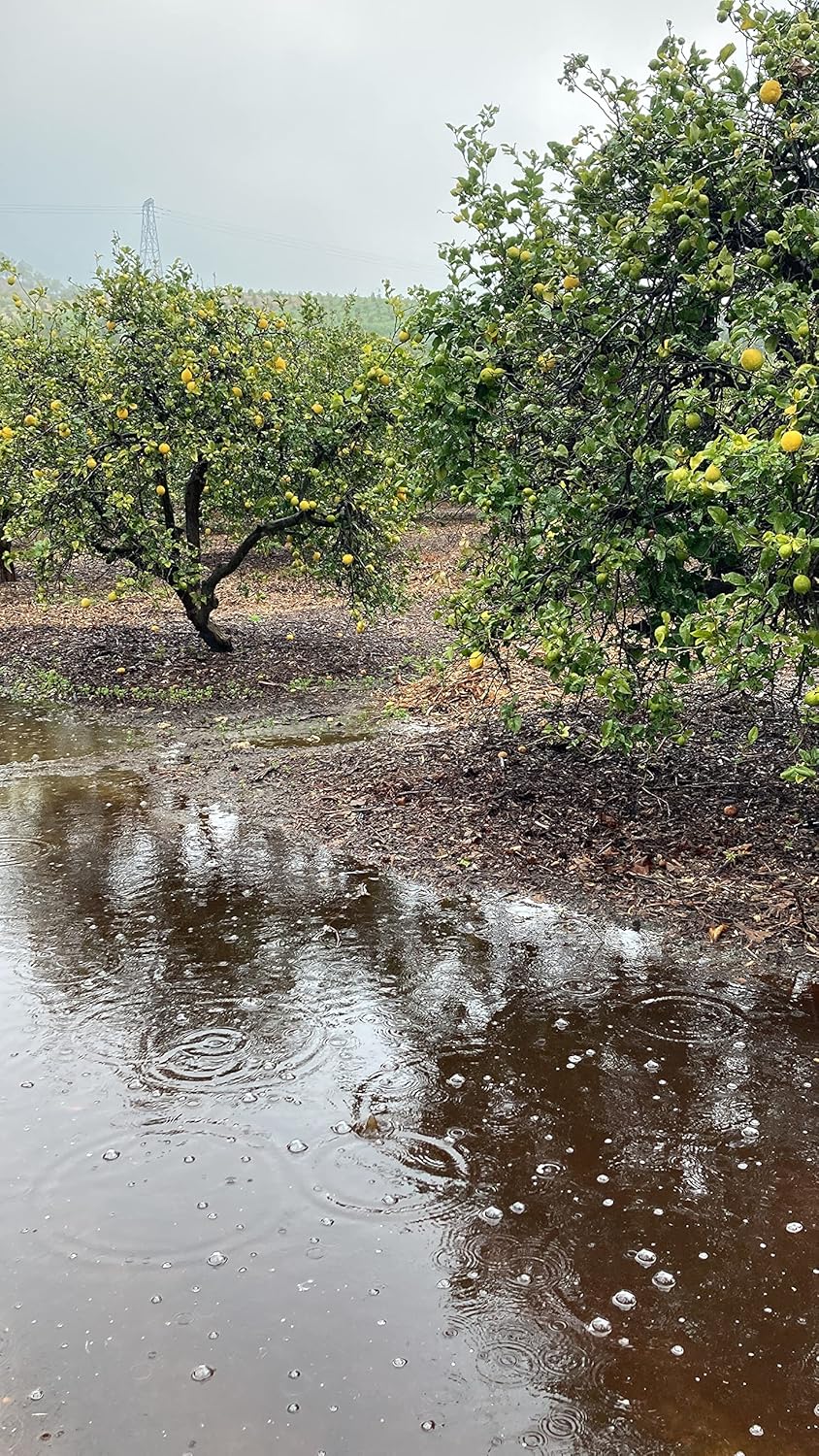 Fresh Organic Lemons from California Farm - 5lbs - Just-Harvested Non-GMO Unsprayed Unwaxed Uncoated Veganic Chemical-Free - Lisbon Lemon Variety for Juicing, Zesting, Cleansing, Baking, Cooking, Limoncello - Zava Ranch