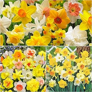 Woodland bulbs® Pack of 30 x Mixed Daffodils Bulbs - Spring Flowering Garden Bulbs - Large 12-14cm Diameter Bulbs Narcissi - Narcissus Spring Flowering Bulbs Net Free P&P