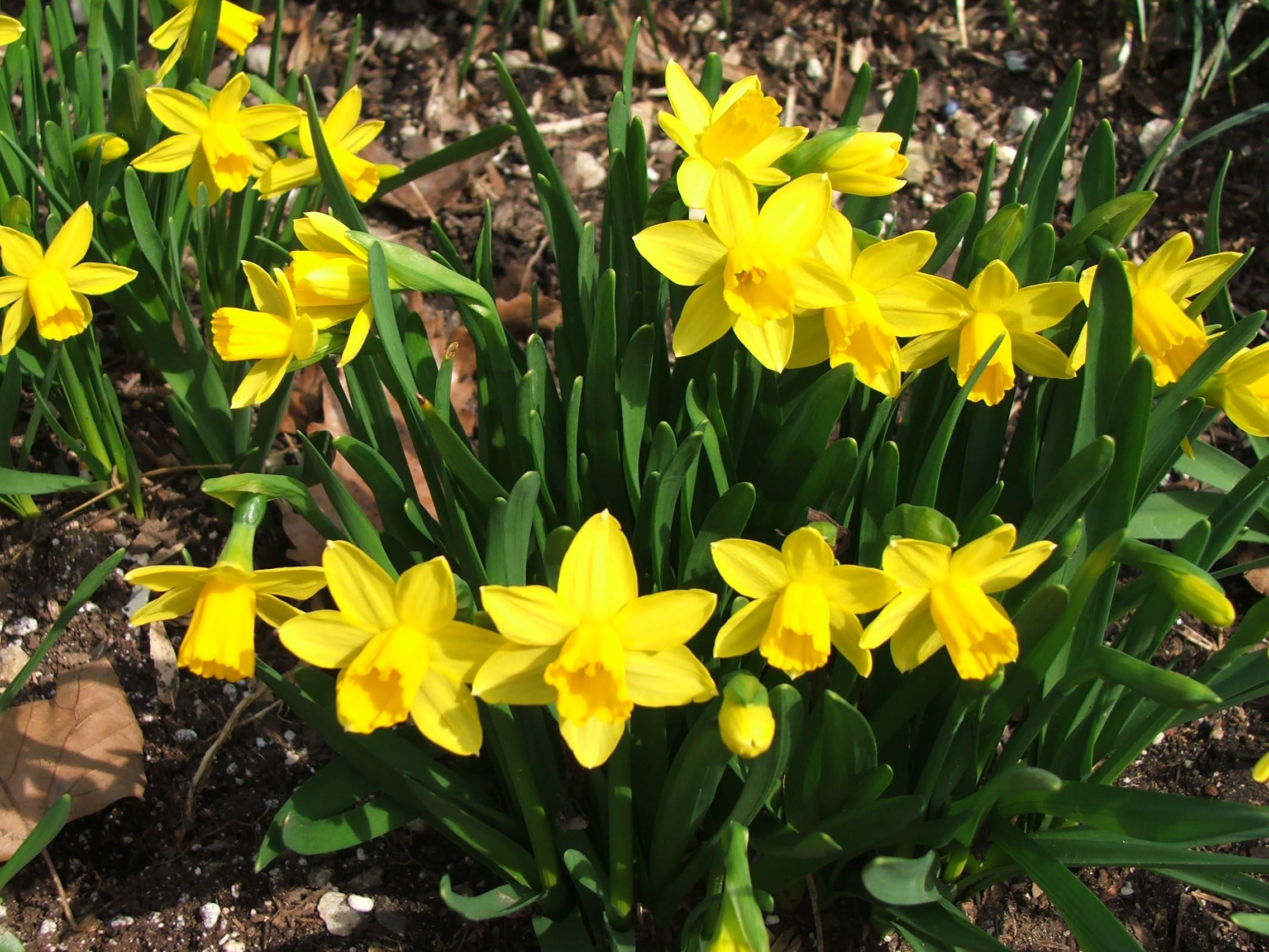 50 NARCISSUS TETE A TETE DAFFODIL NARCISSI BULBS (YELLOW) PERENNIAL FLOWER BULBS FOR BORDER PATIO ROCKERY GARDEN