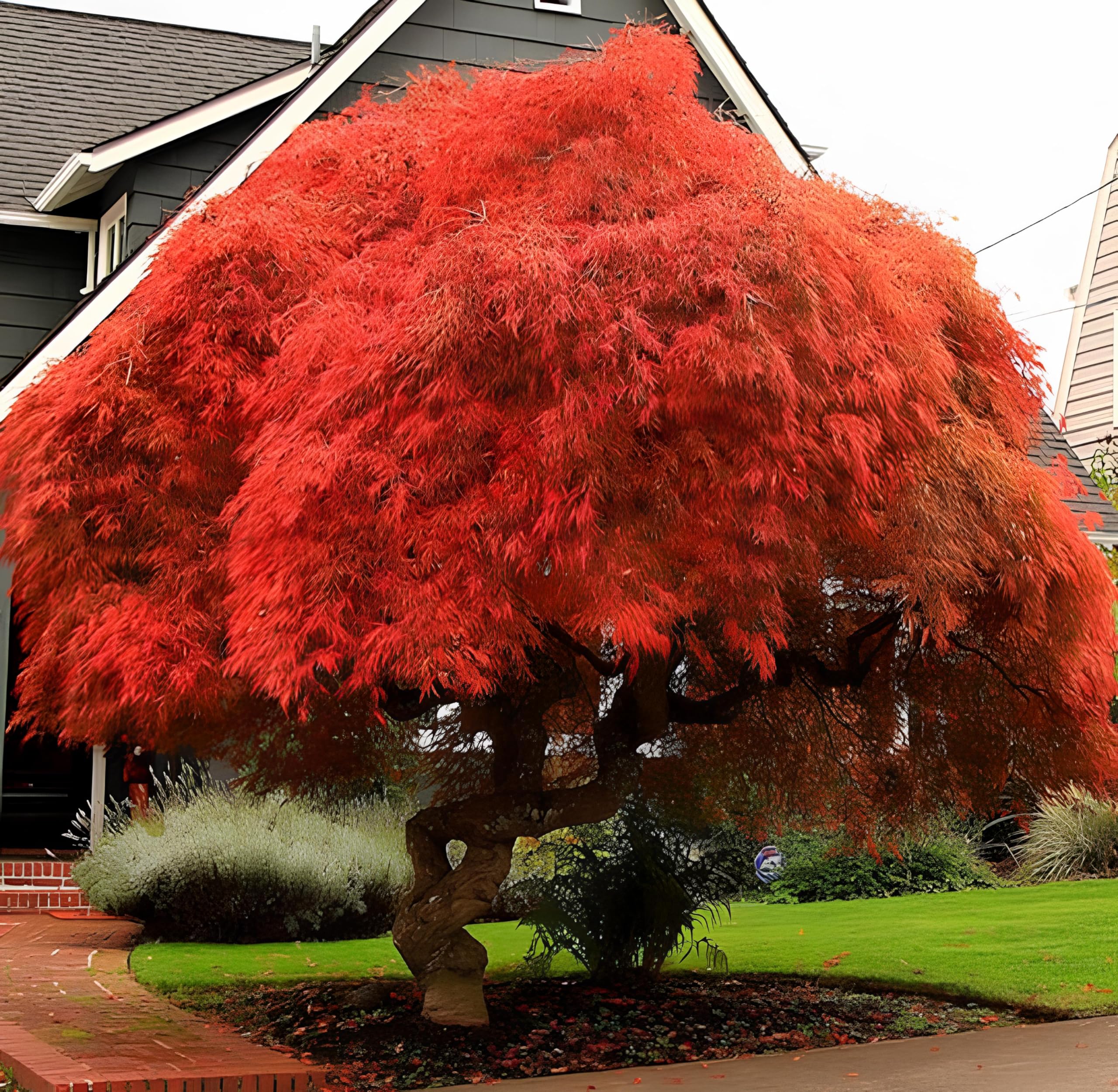 Agro Acres 25 Seeds- Acer Palmatum Atropurpureum - Red Japanese